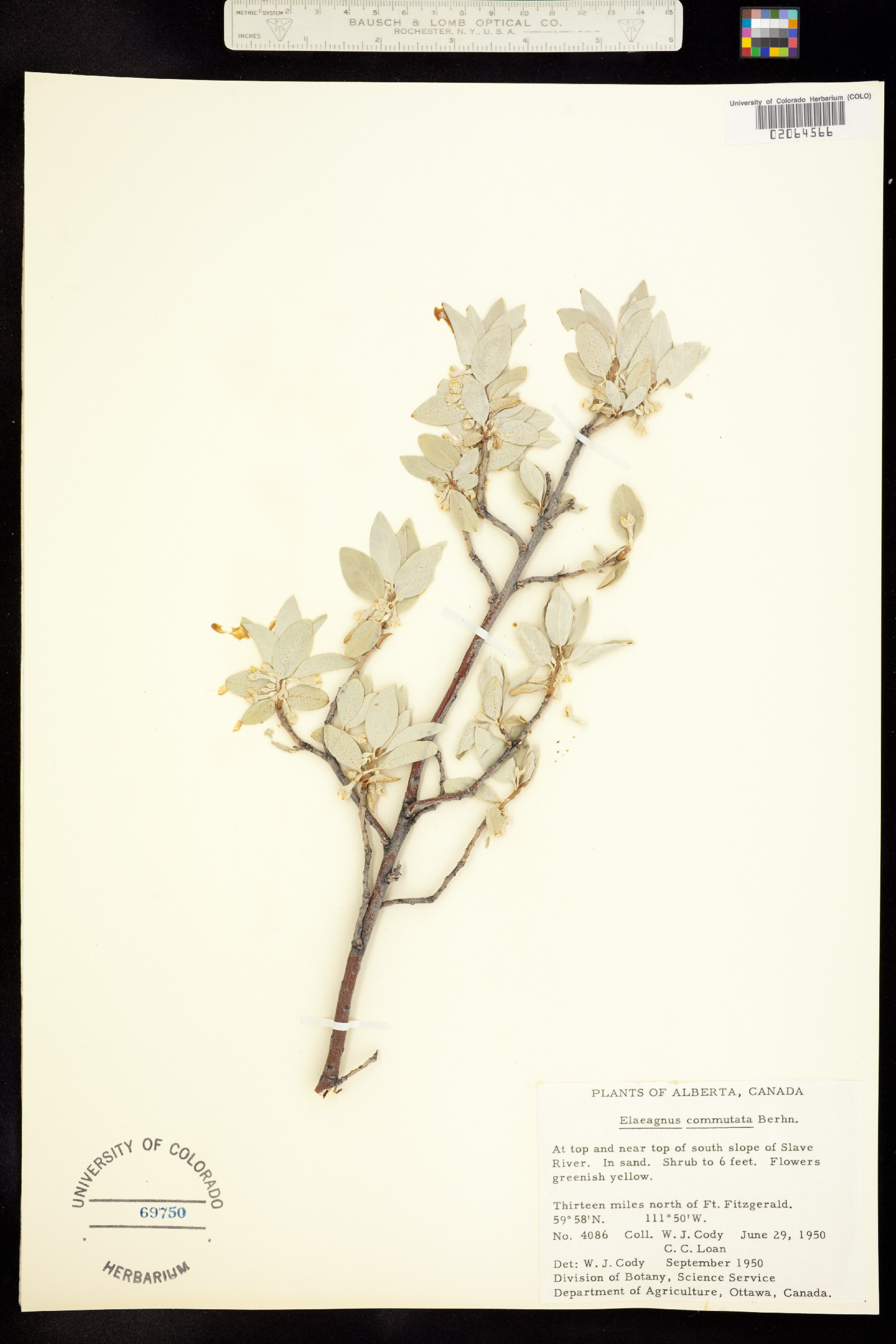 Elaeagnus commutata image