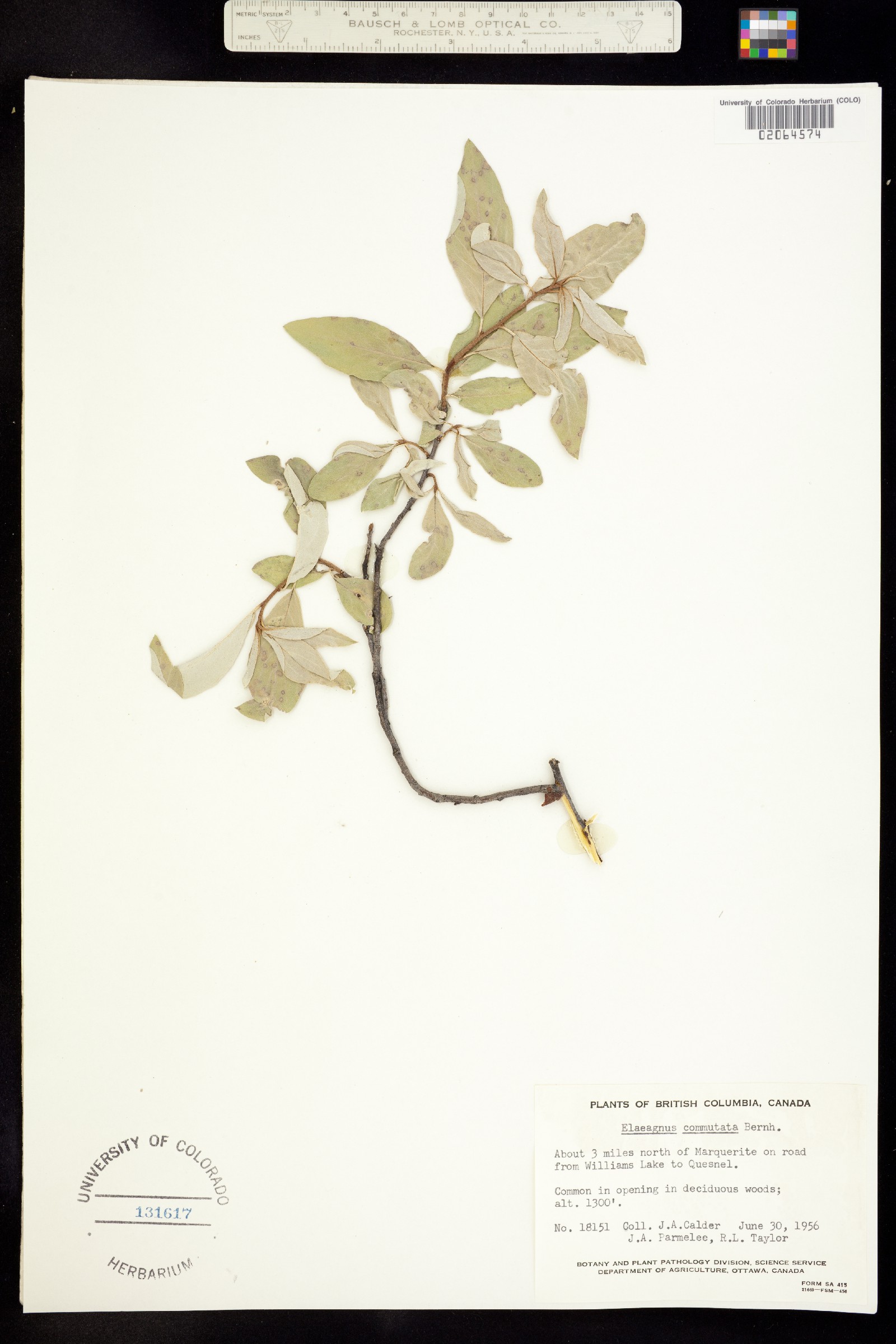 Elaeagnus commutata image