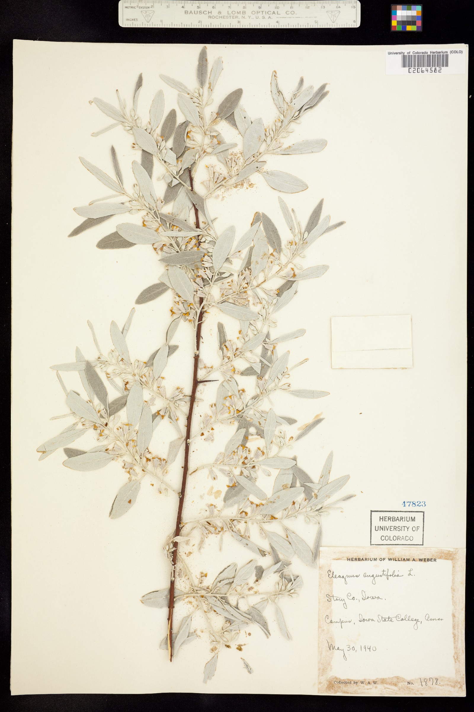 Elaeagnus angustifolia image