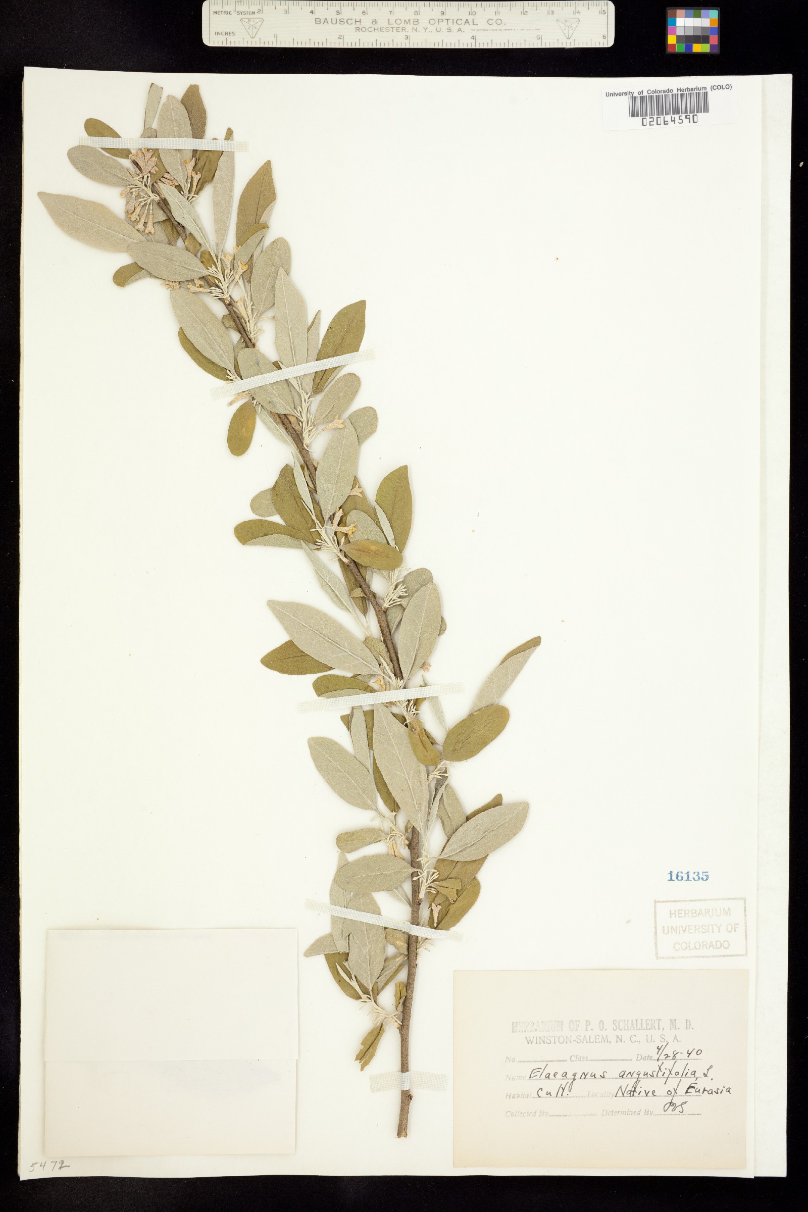 Elaeagnus angustifolia image