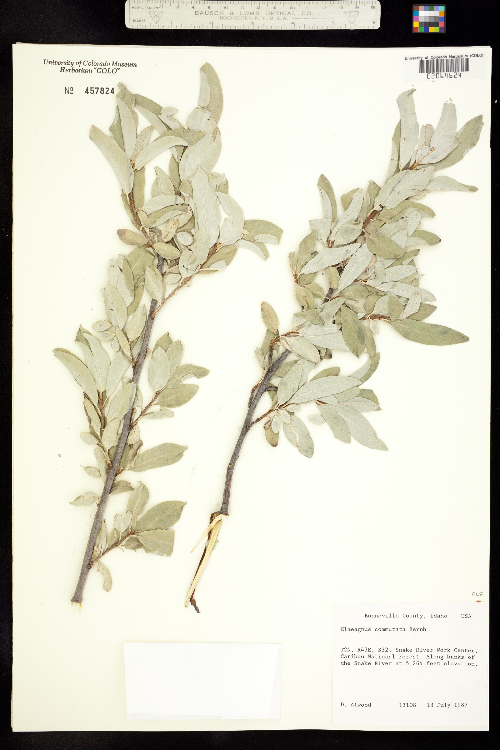 Elaeagnus commutata image