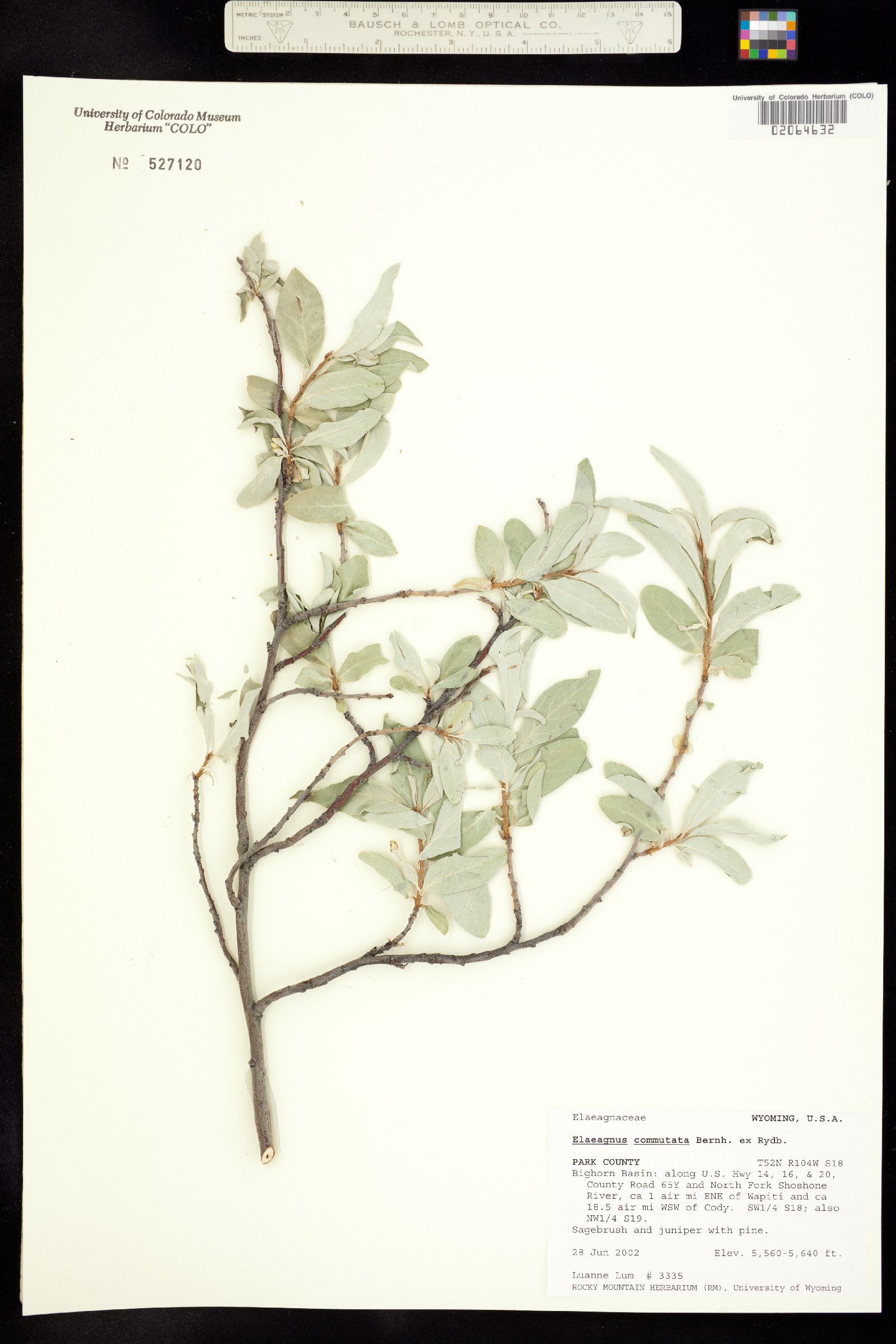 Elaeagnus commutata image