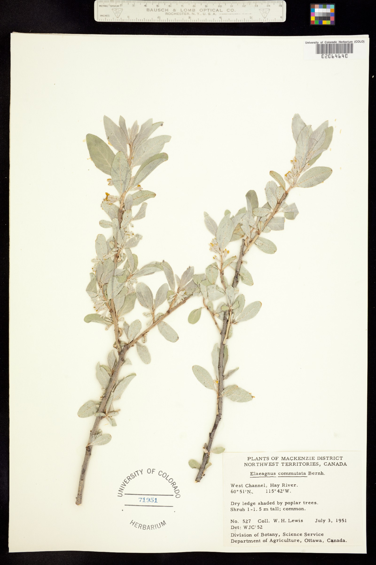 Elaeagnus commutata image
