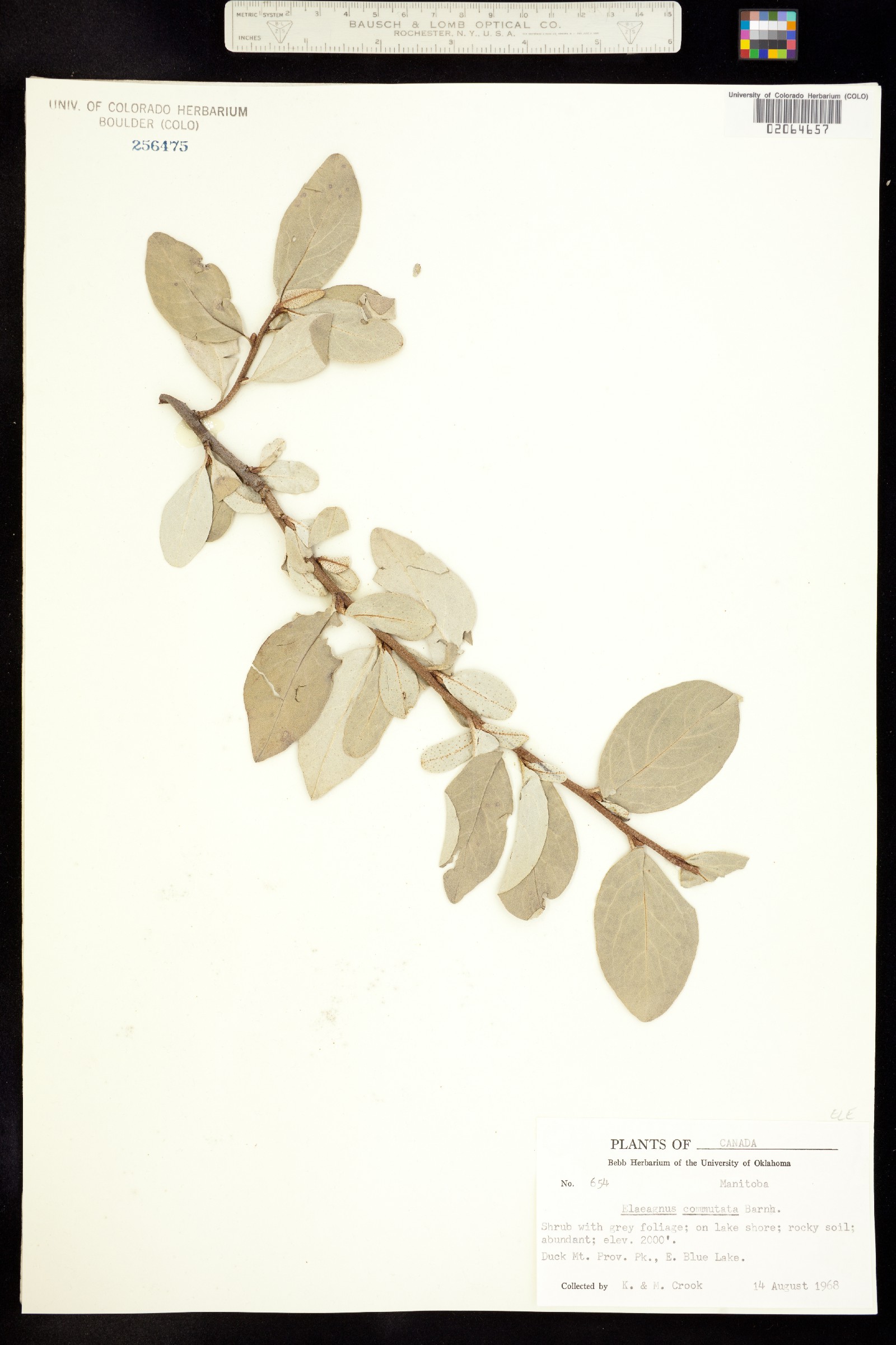 Elaeagnaceae image