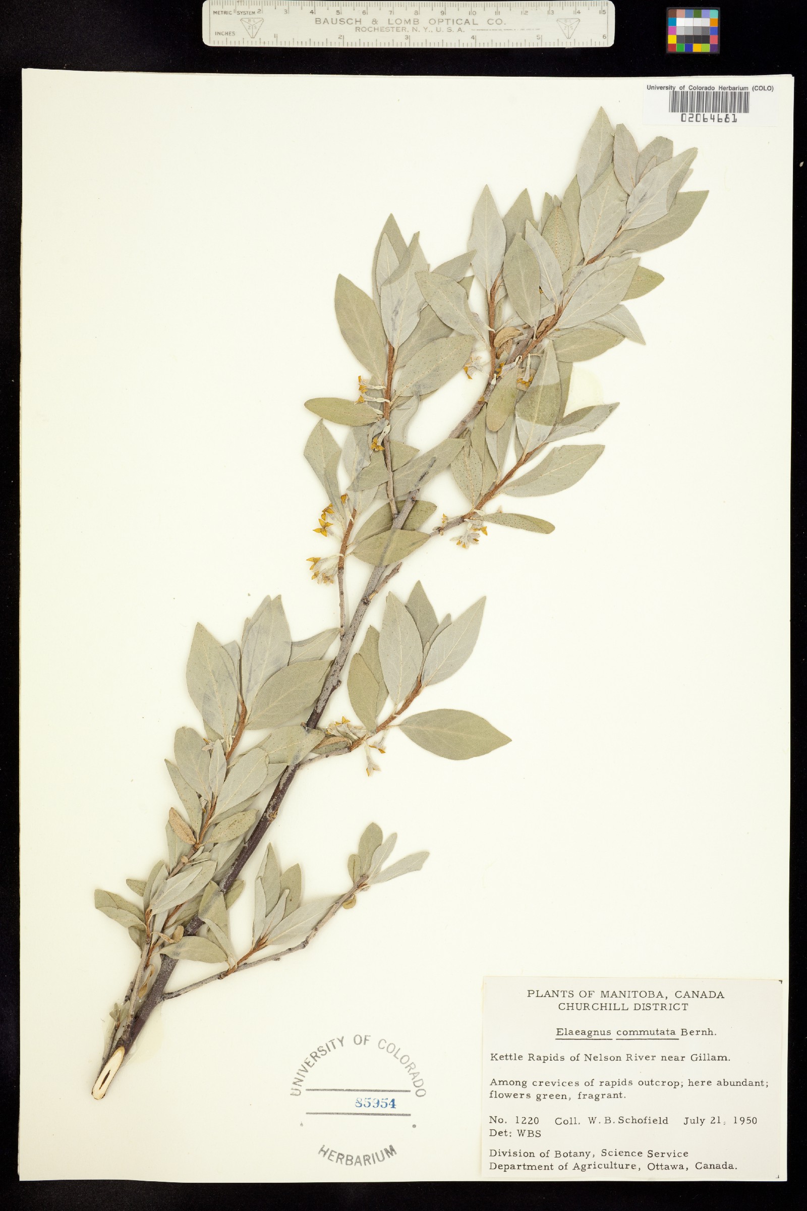 Elaeagnus commutata image