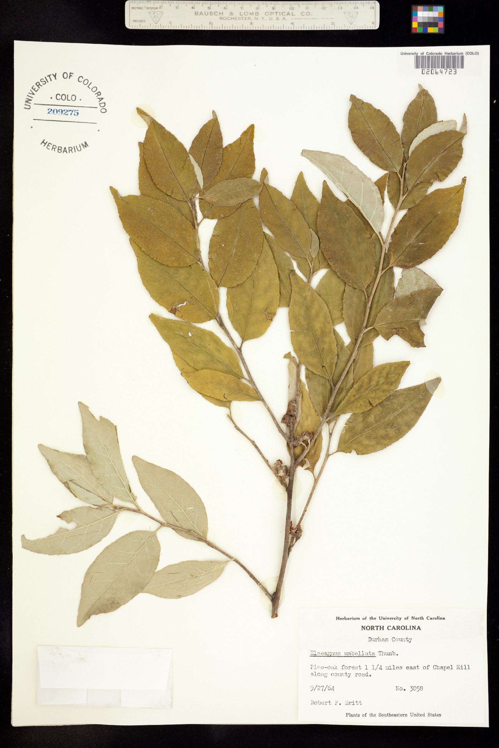 Elaeagnus umbellata image