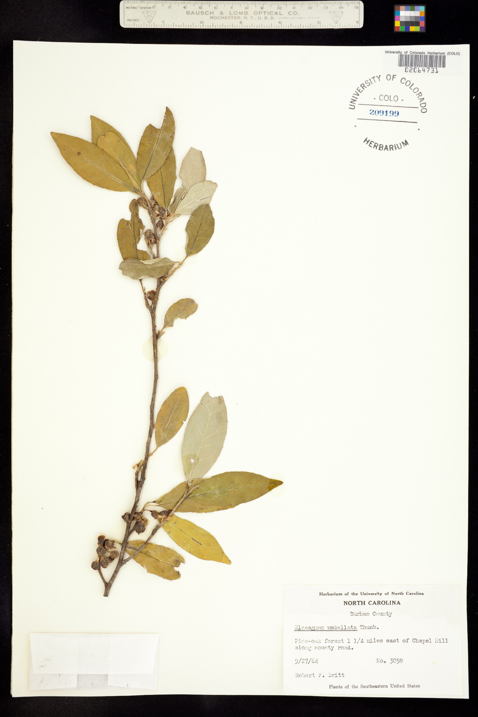 Elaeagnaceae image