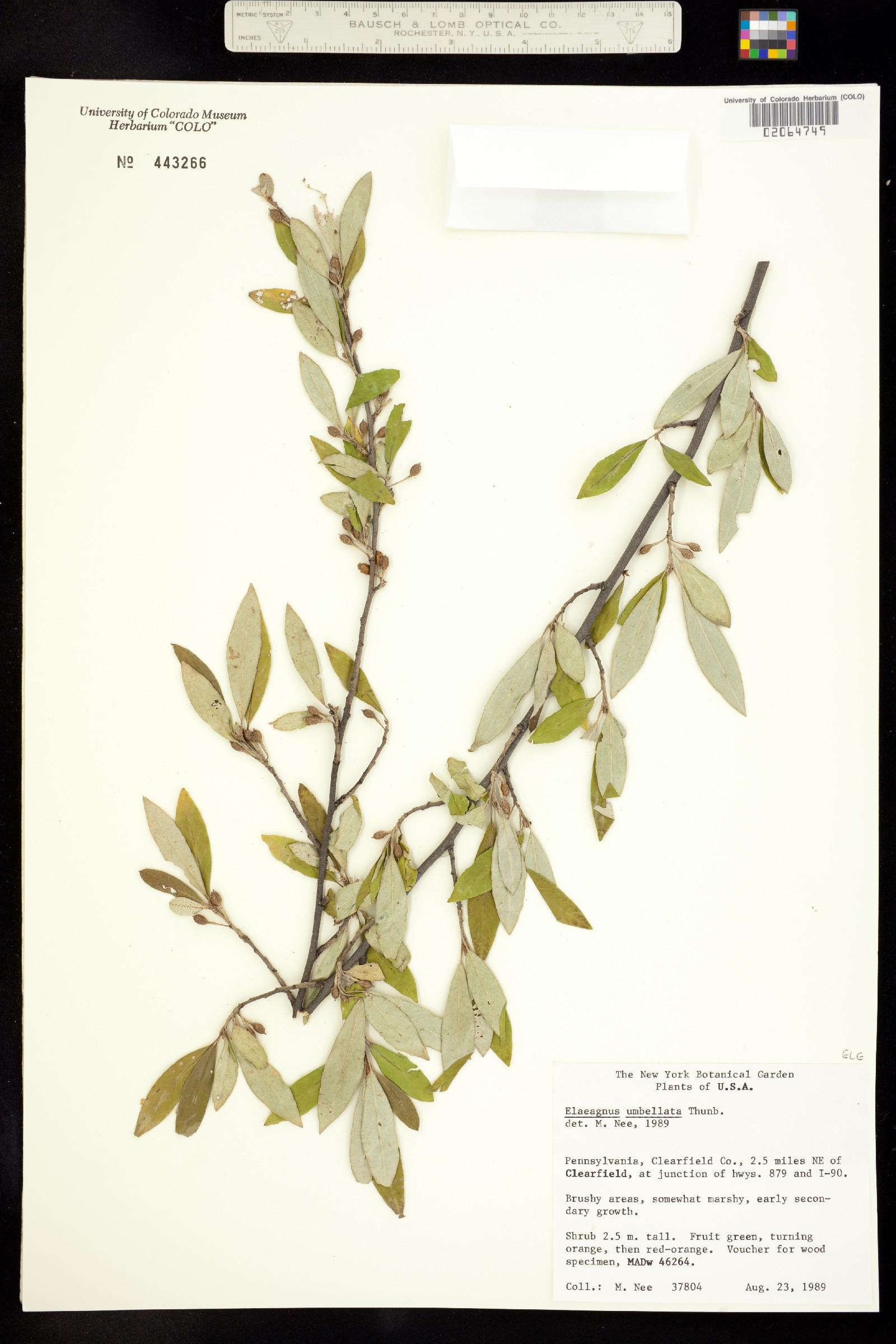 Elaeagnus umbellata image