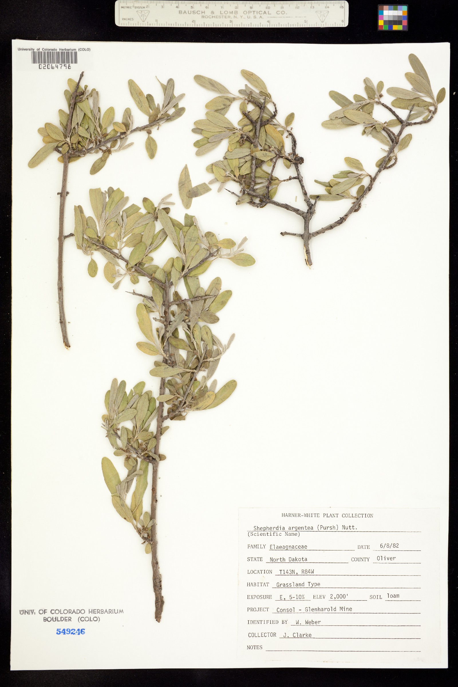 Shepherdia argentea image