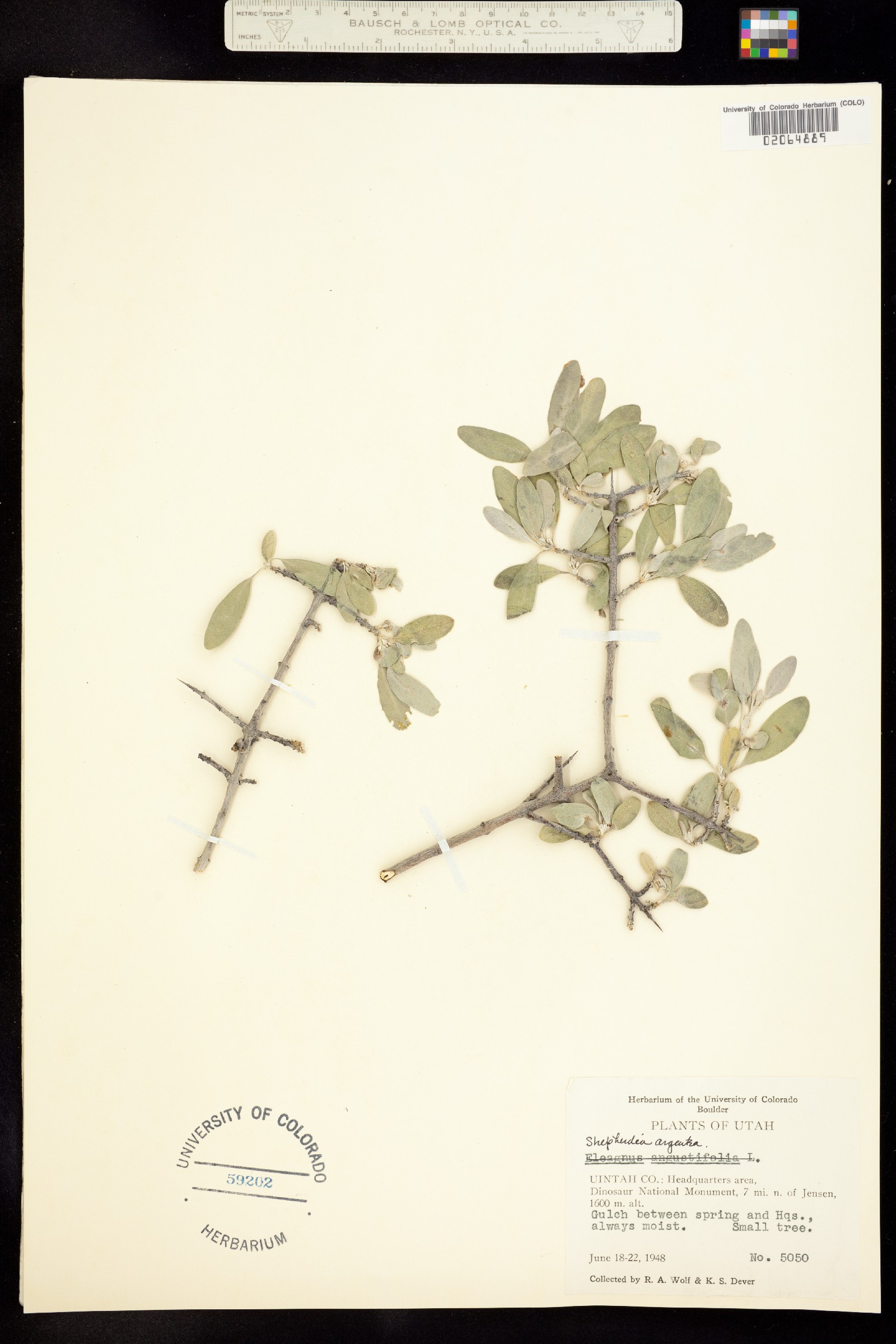 Shepherdia argentea image