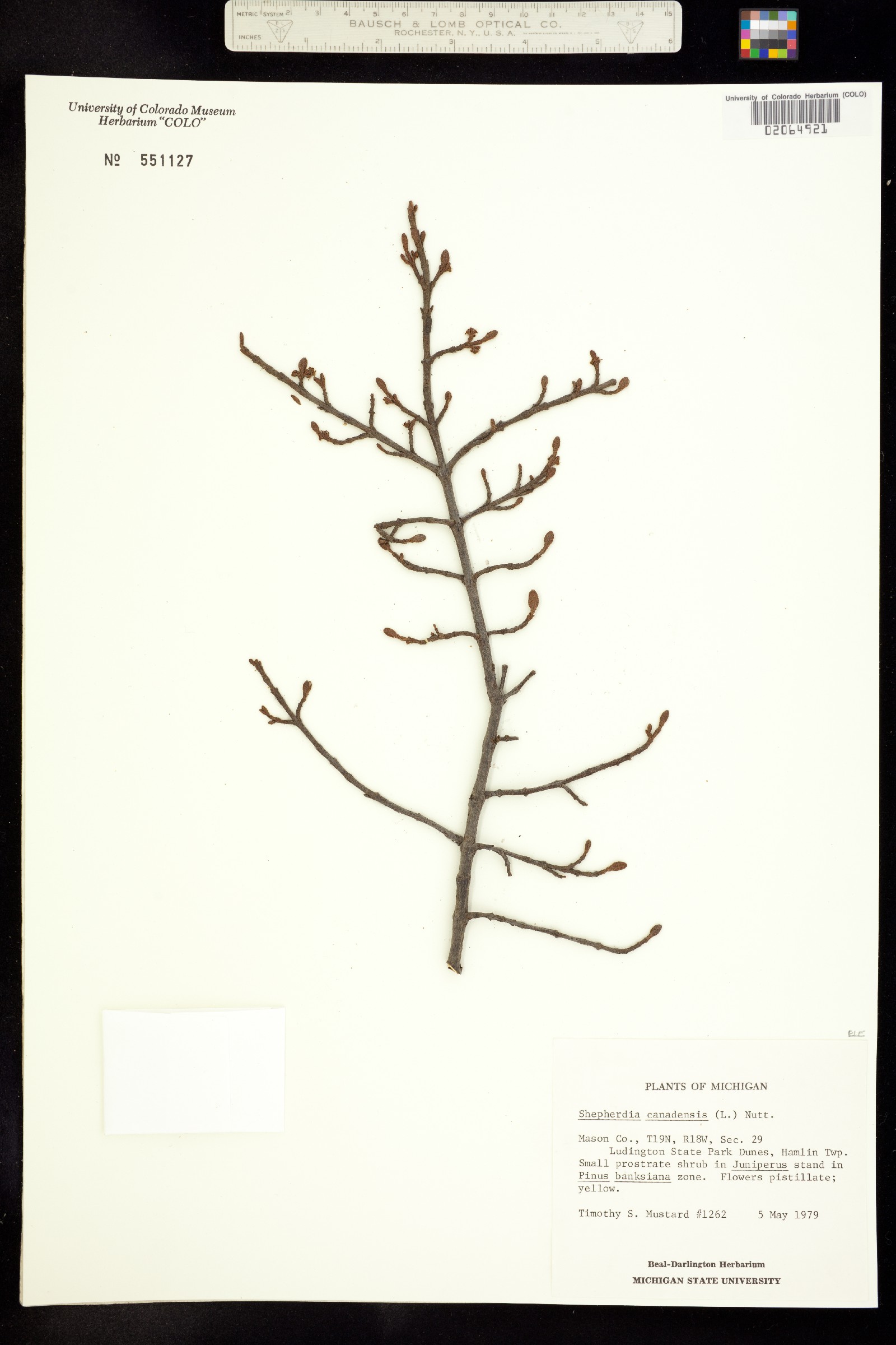 Shepherdia canadensis image