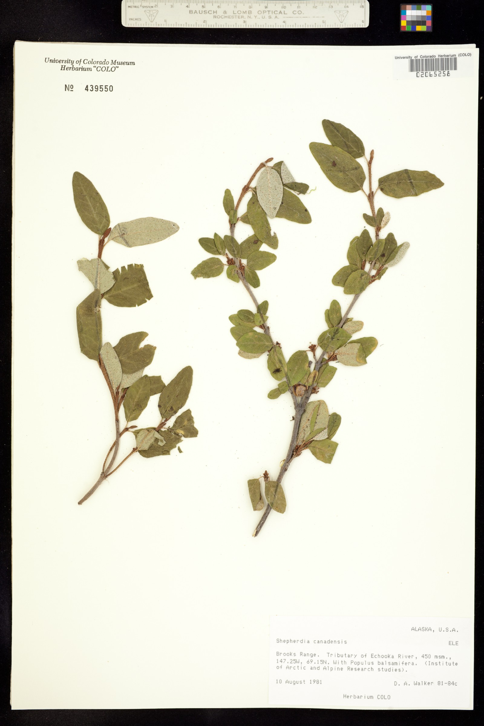 Shepherdia canadensis image