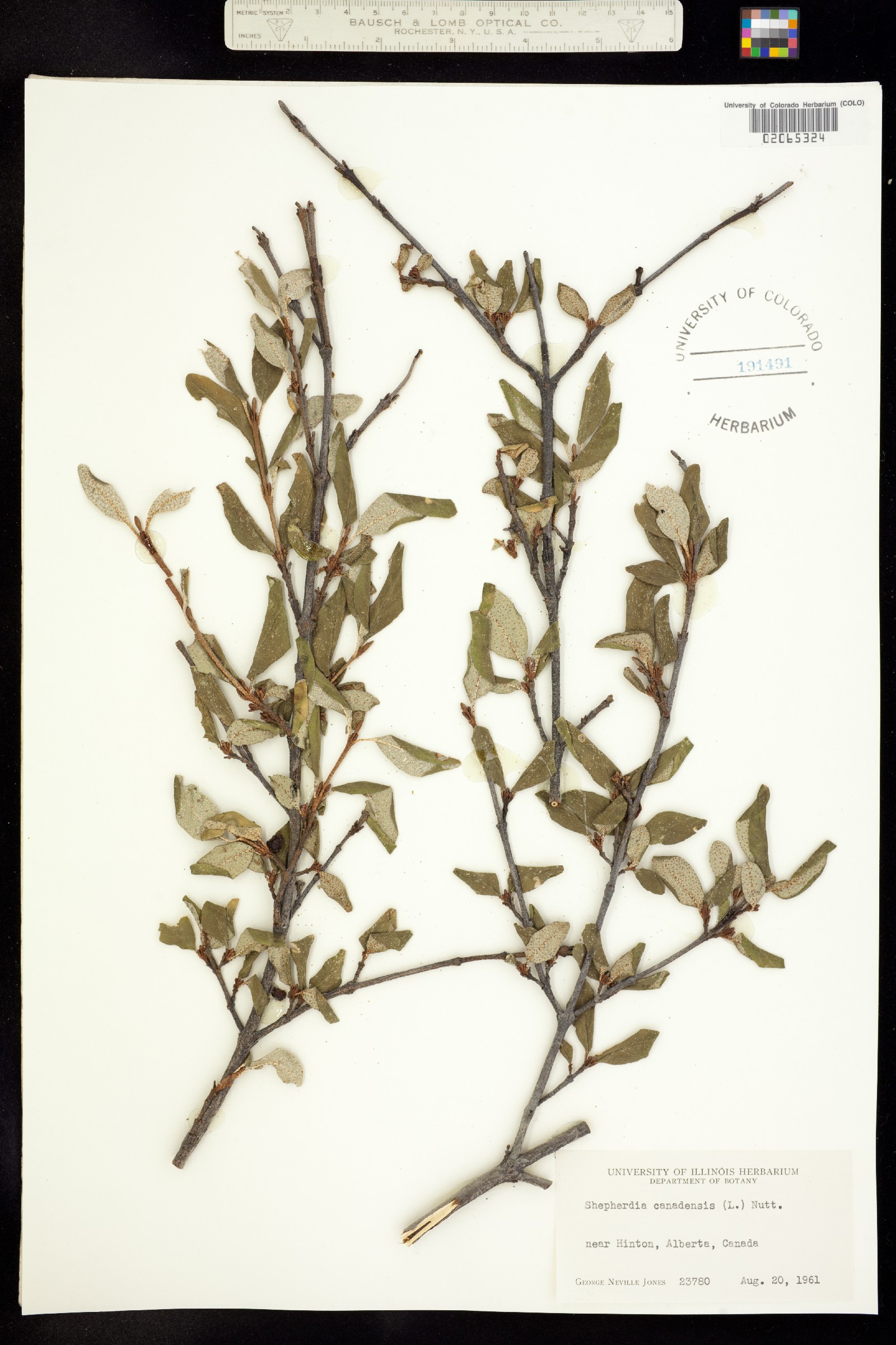 Shepherdia canadensis image
