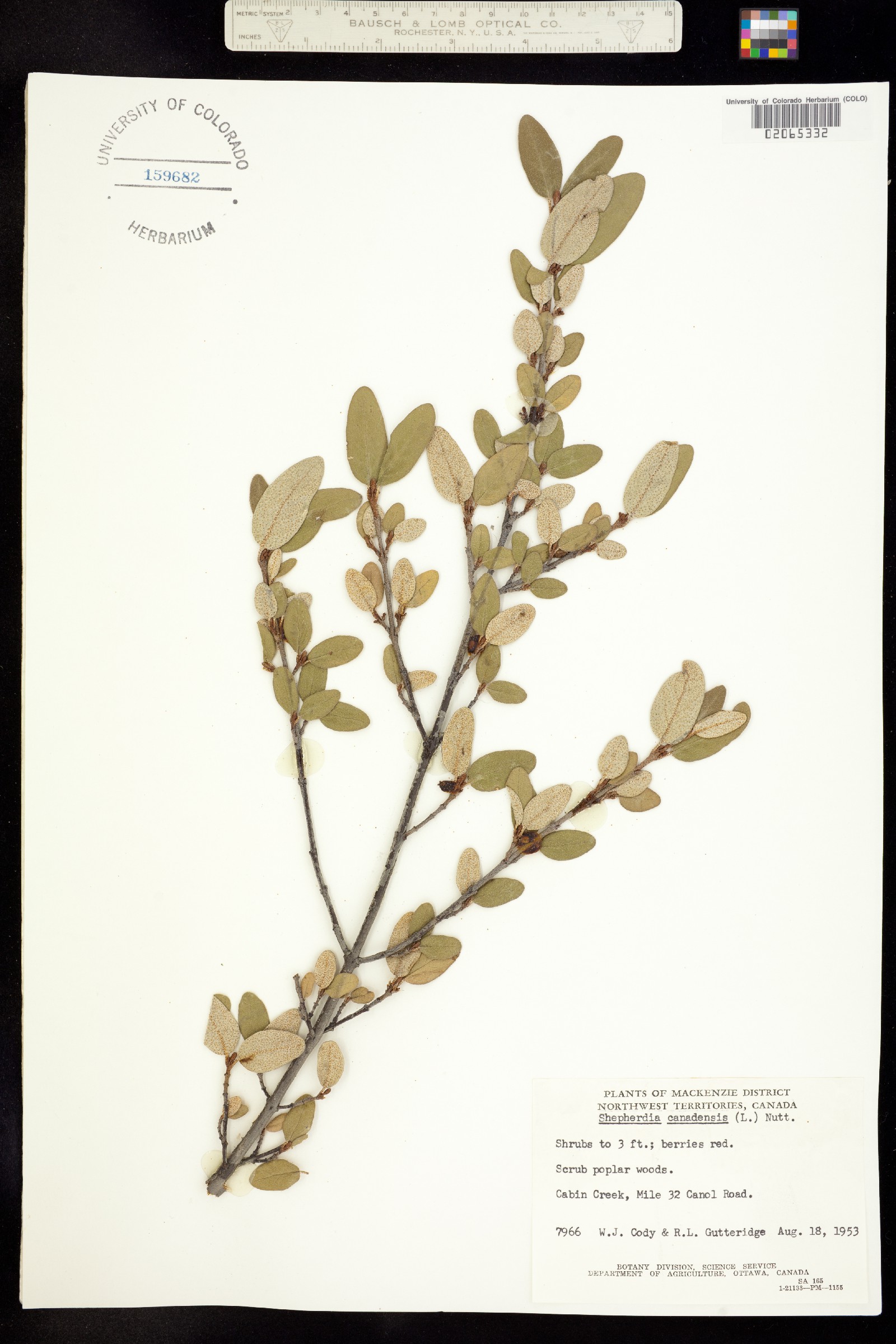 Shepherdia canadensis image