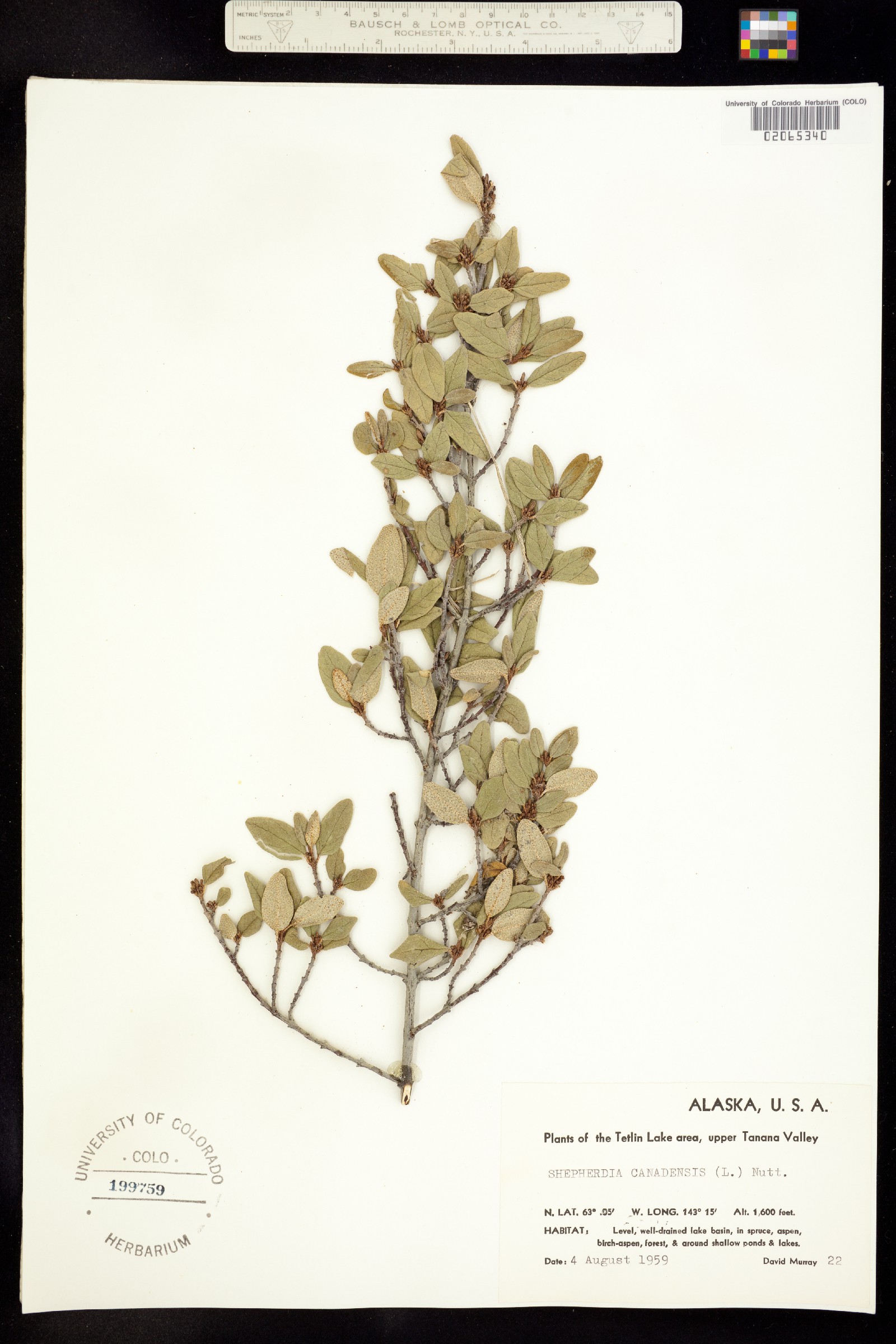 Shepherdia canadensis image