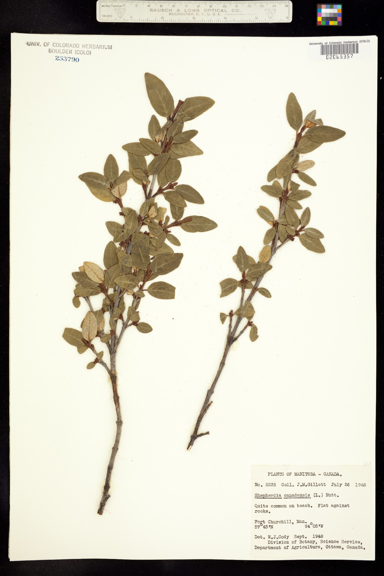 Shepherdia canadensis image