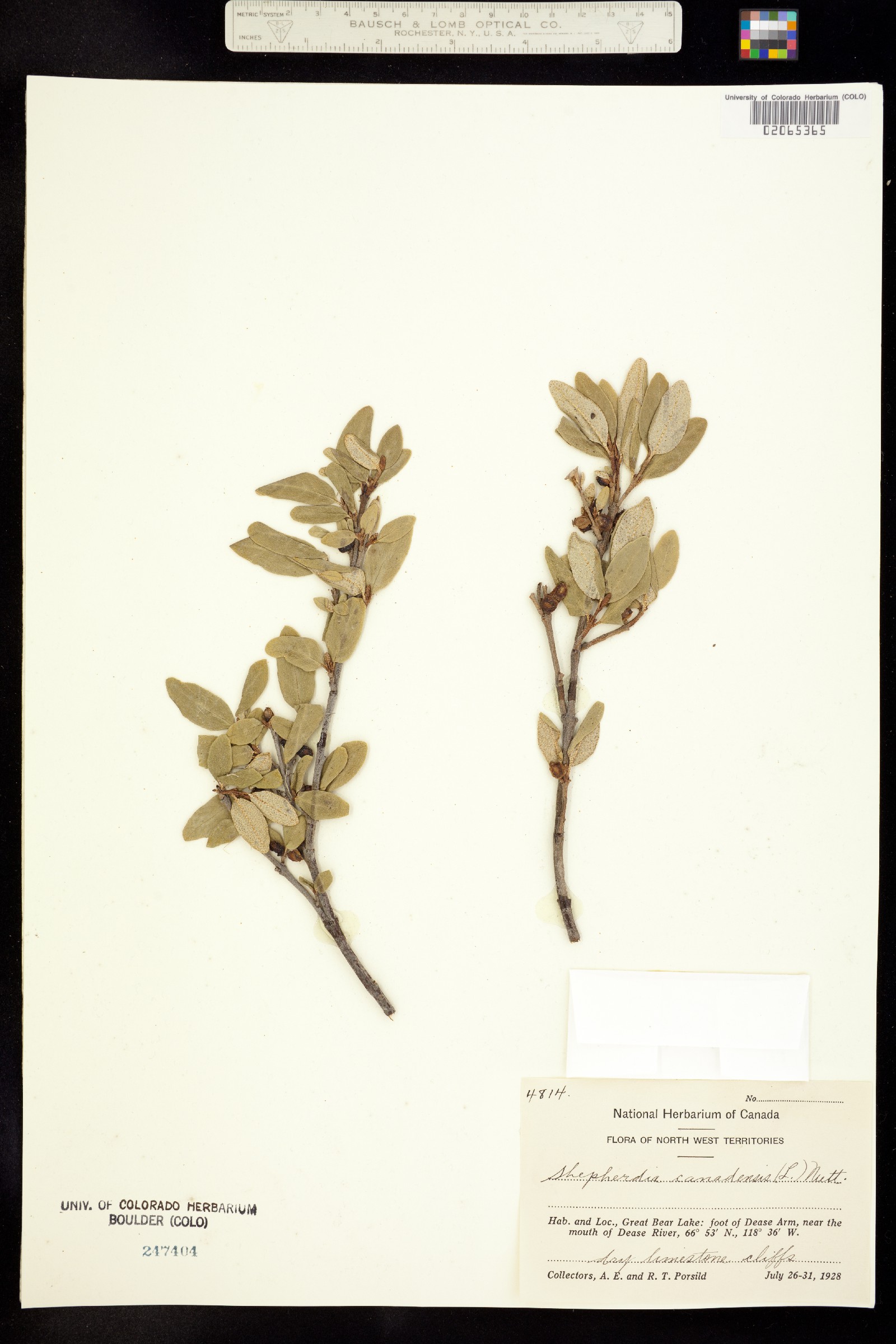 Shepherdia canadensis image