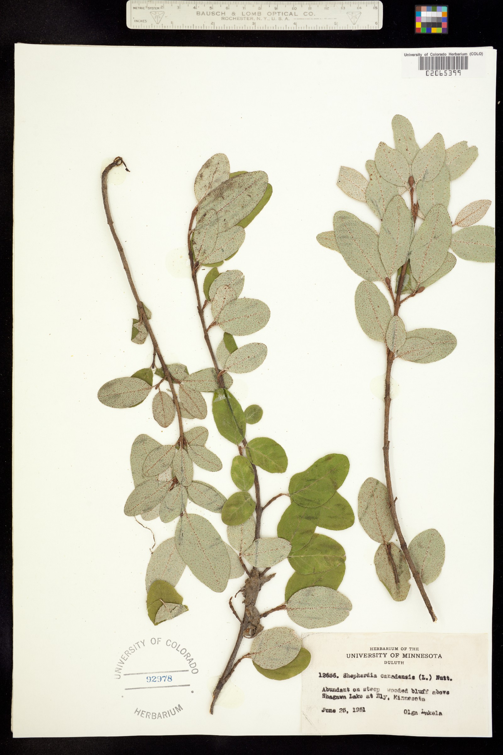 Shepherdia canadensis image