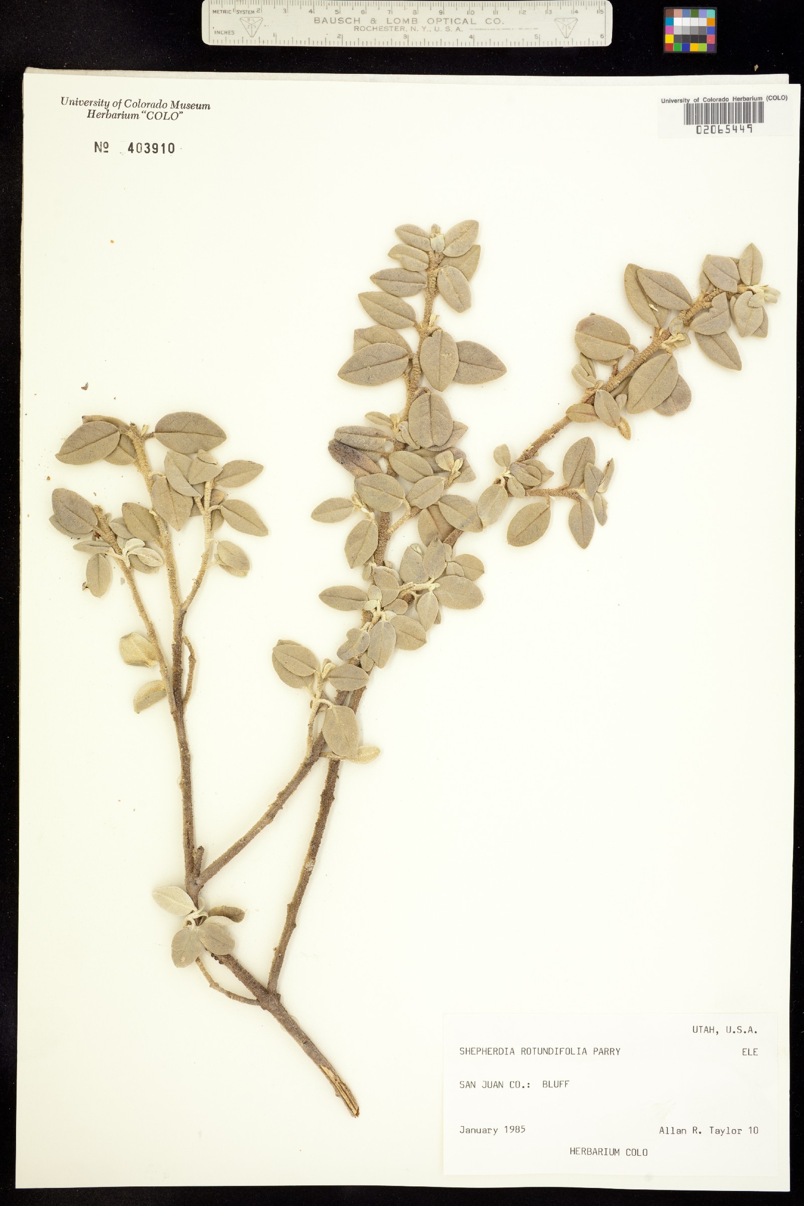 Shepherdia rotundifolia image