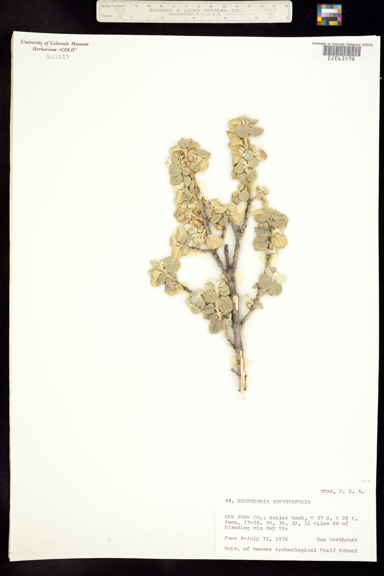 Shepherdia rotundifolia image