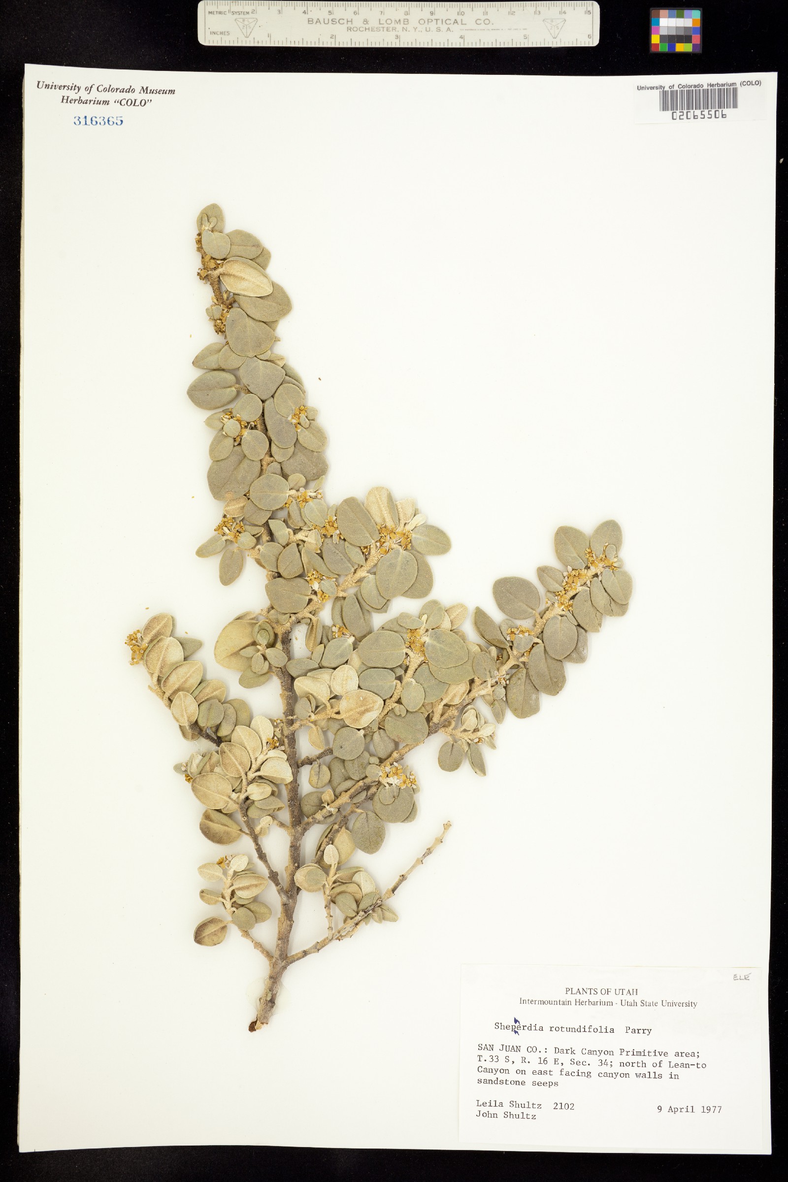 Shepherdia rotundifolia image