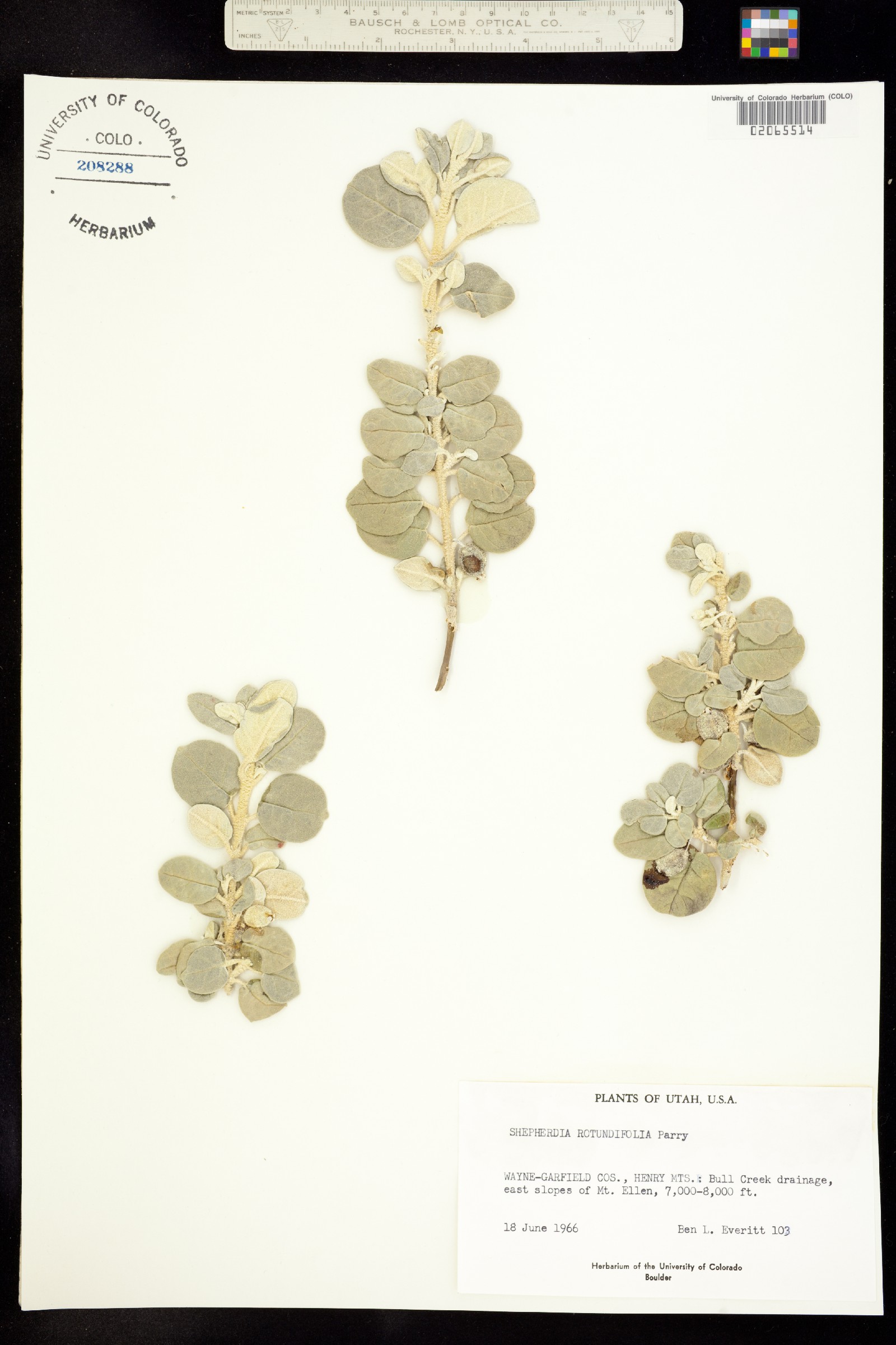 Shepherdia rotundifolia image