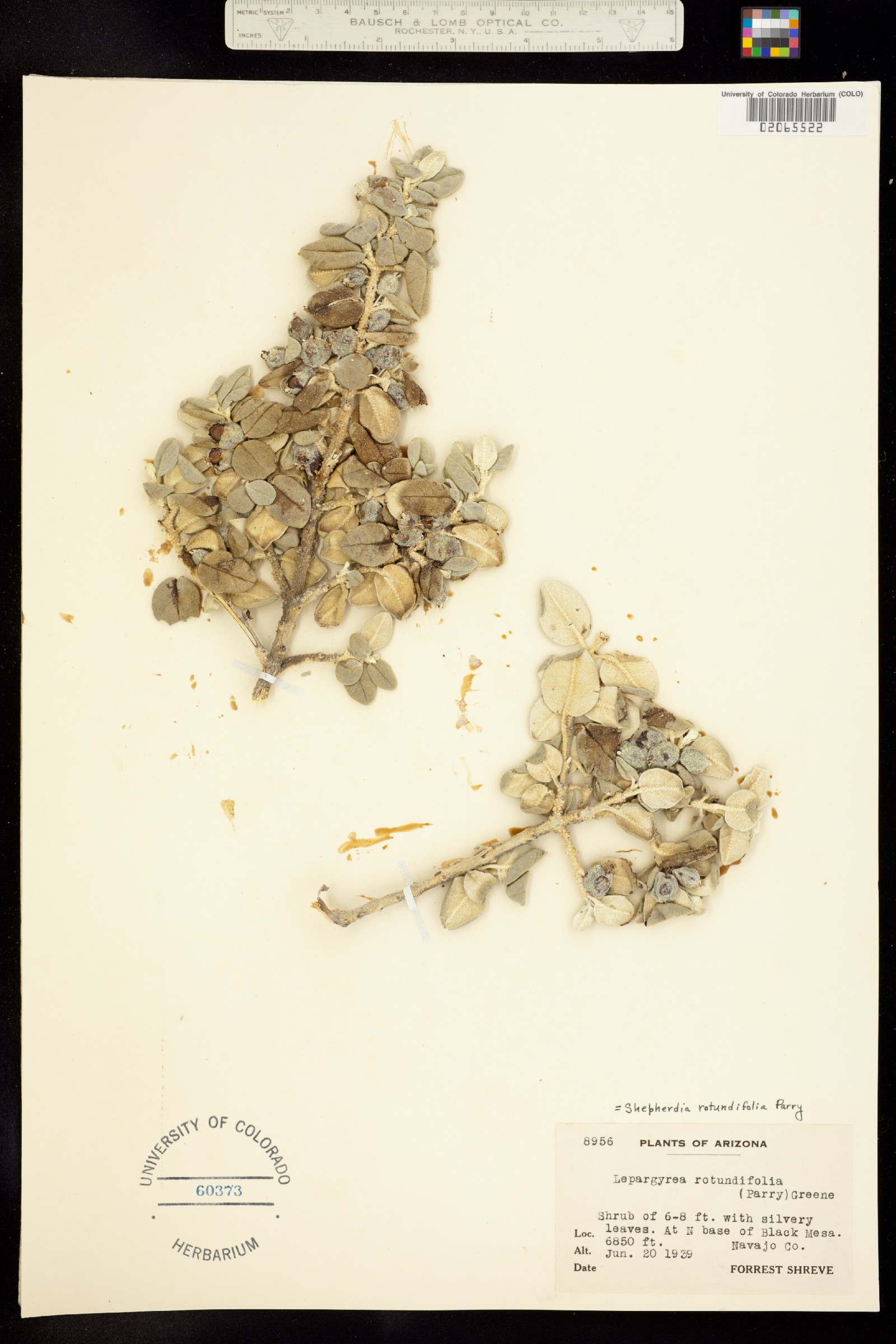 Shepherdia image