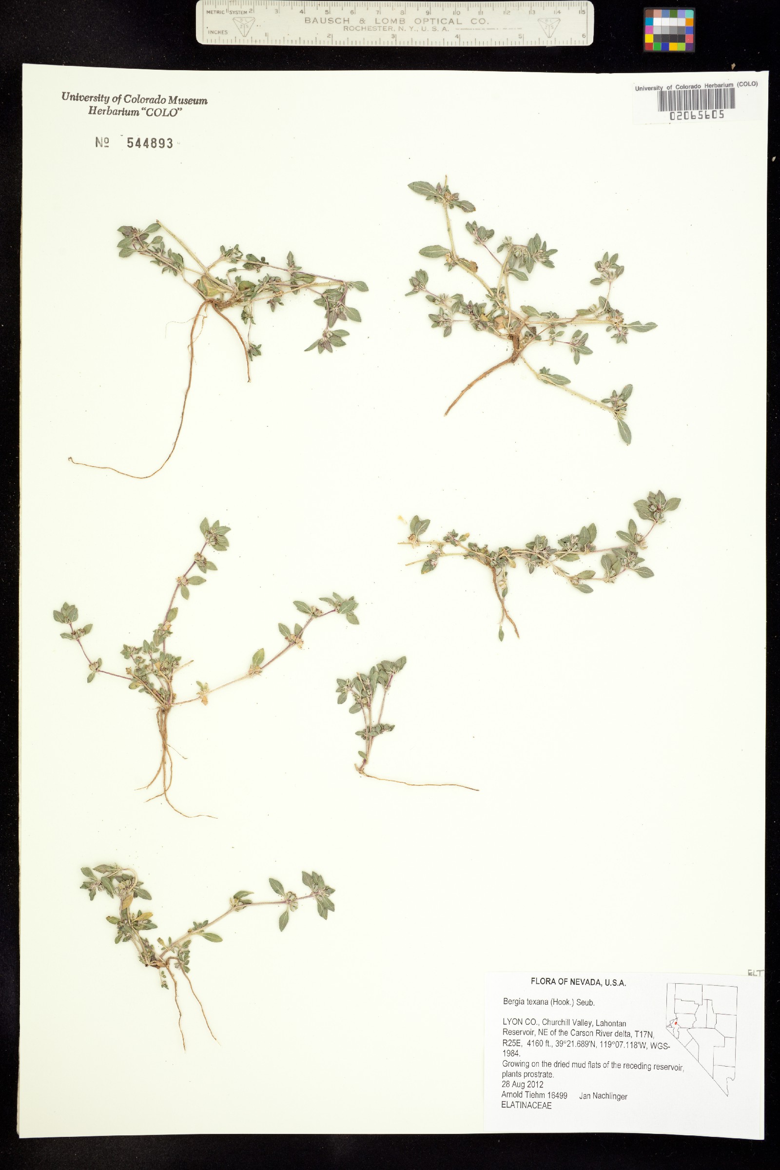 Elatinaceae image