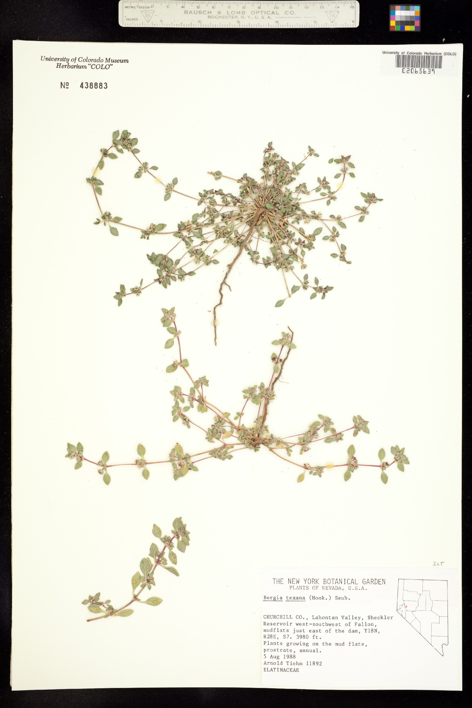 Bergia image