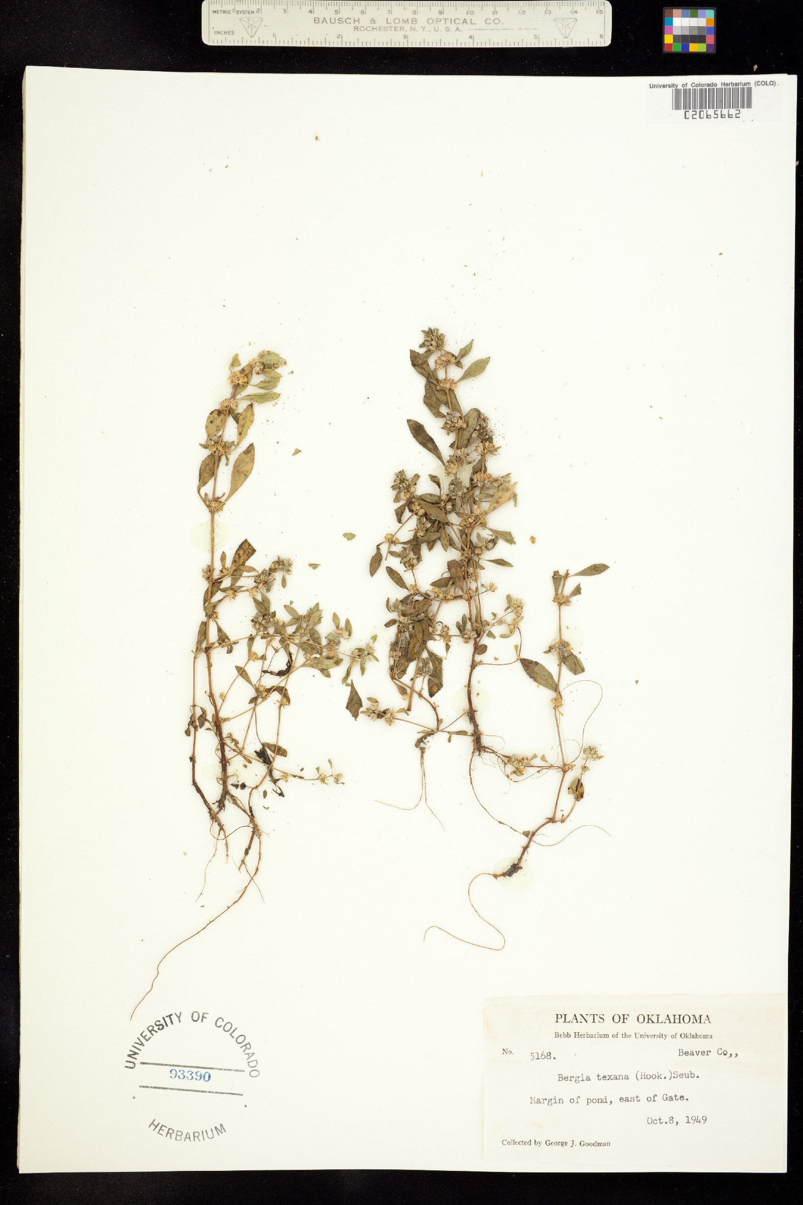 Bergia texana image