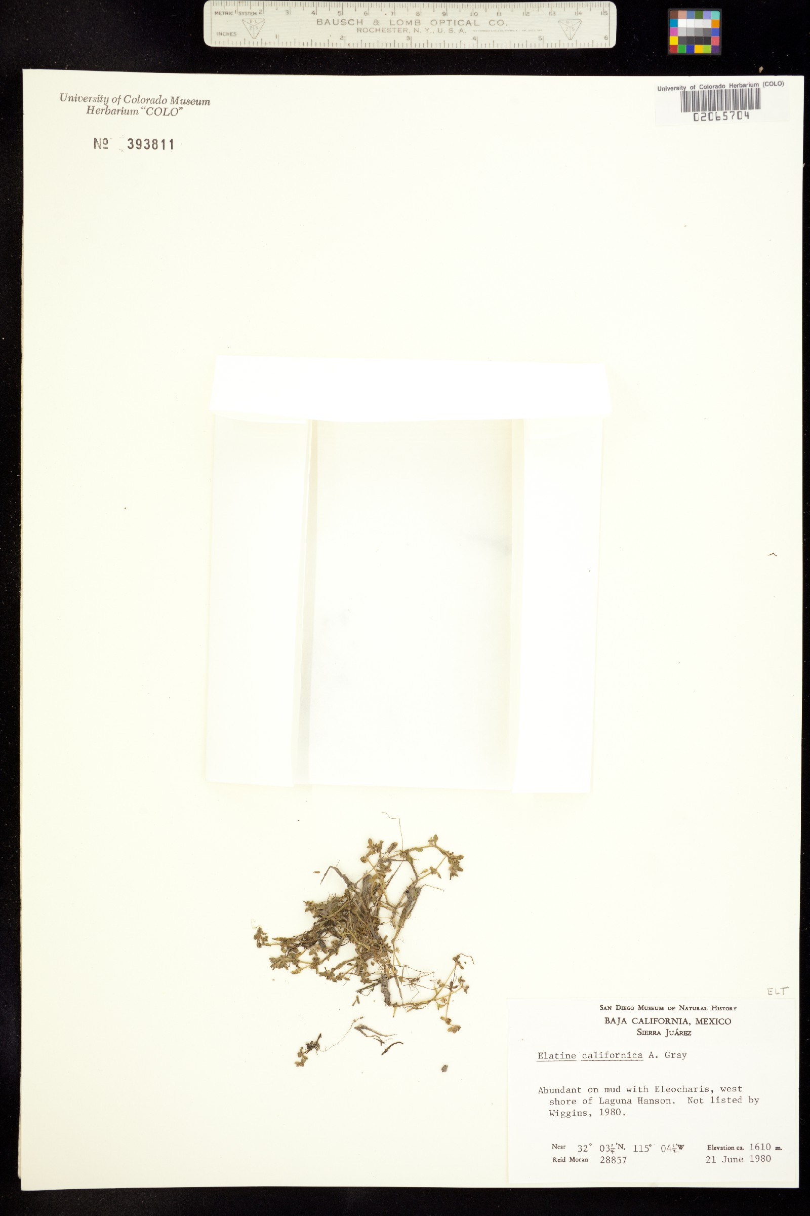 Elatine californica image