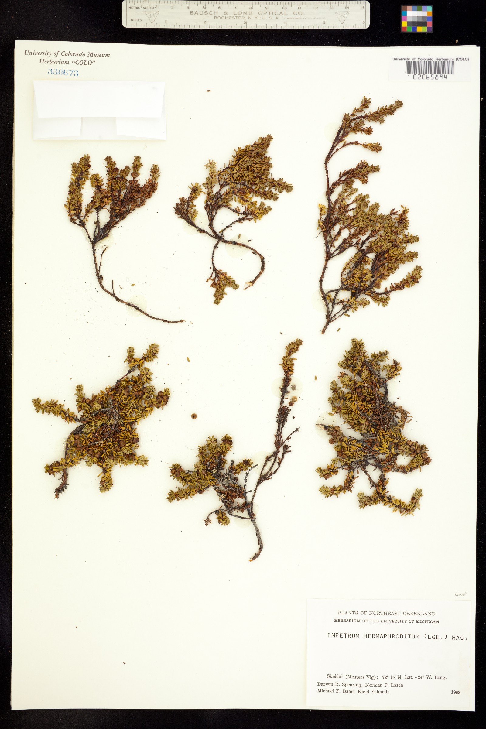 Empetrum hermaphroditum image