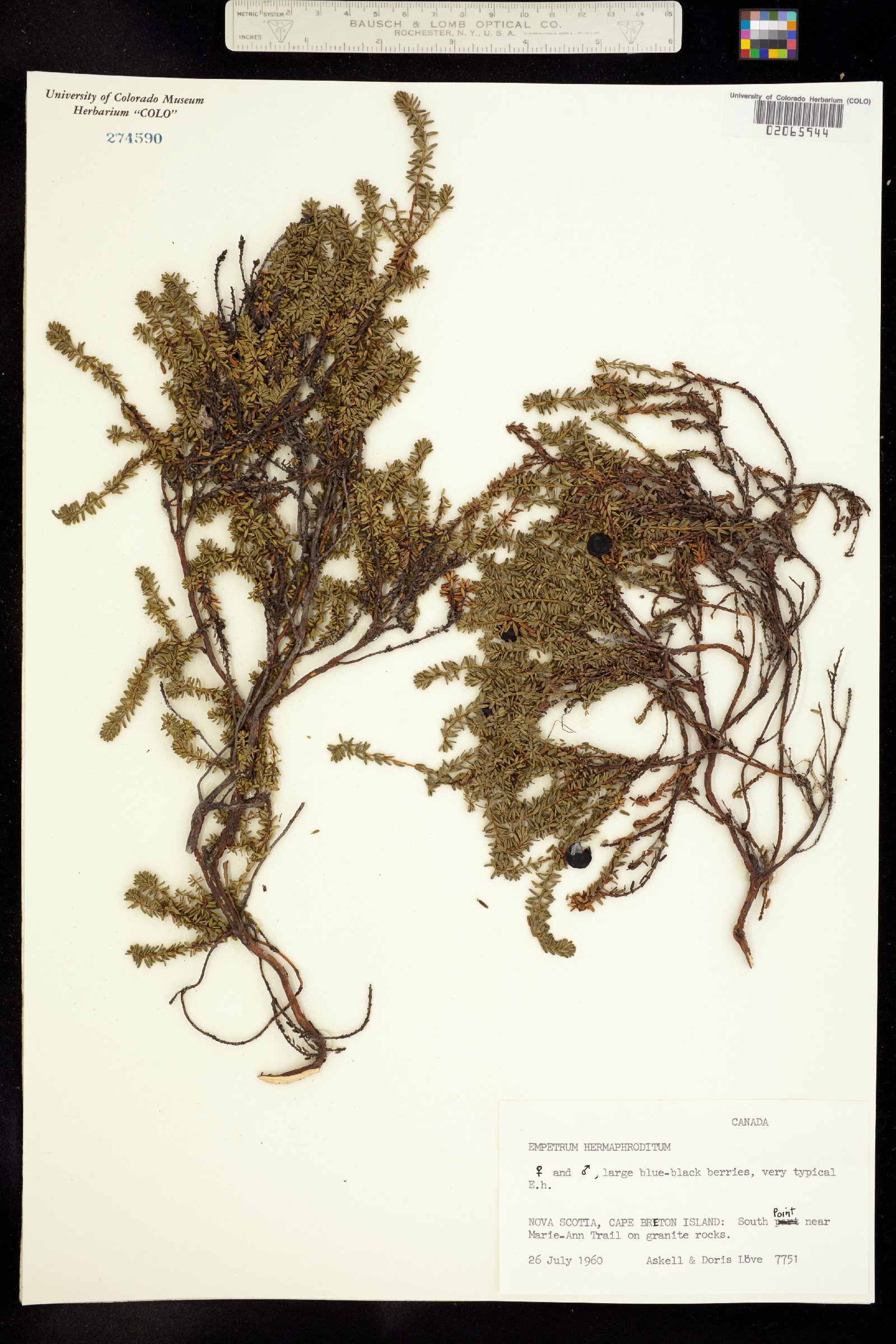 Empetrum nigrum image