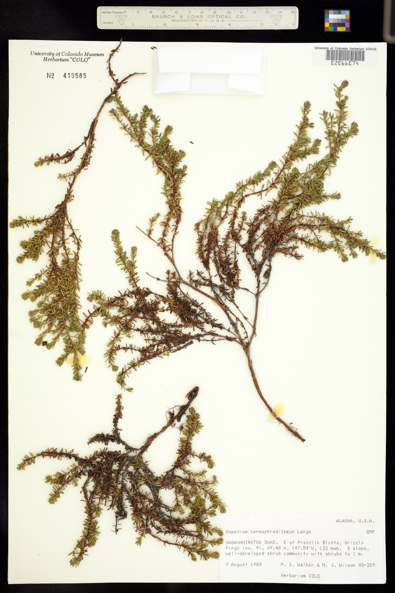 Empetrum nigrum image