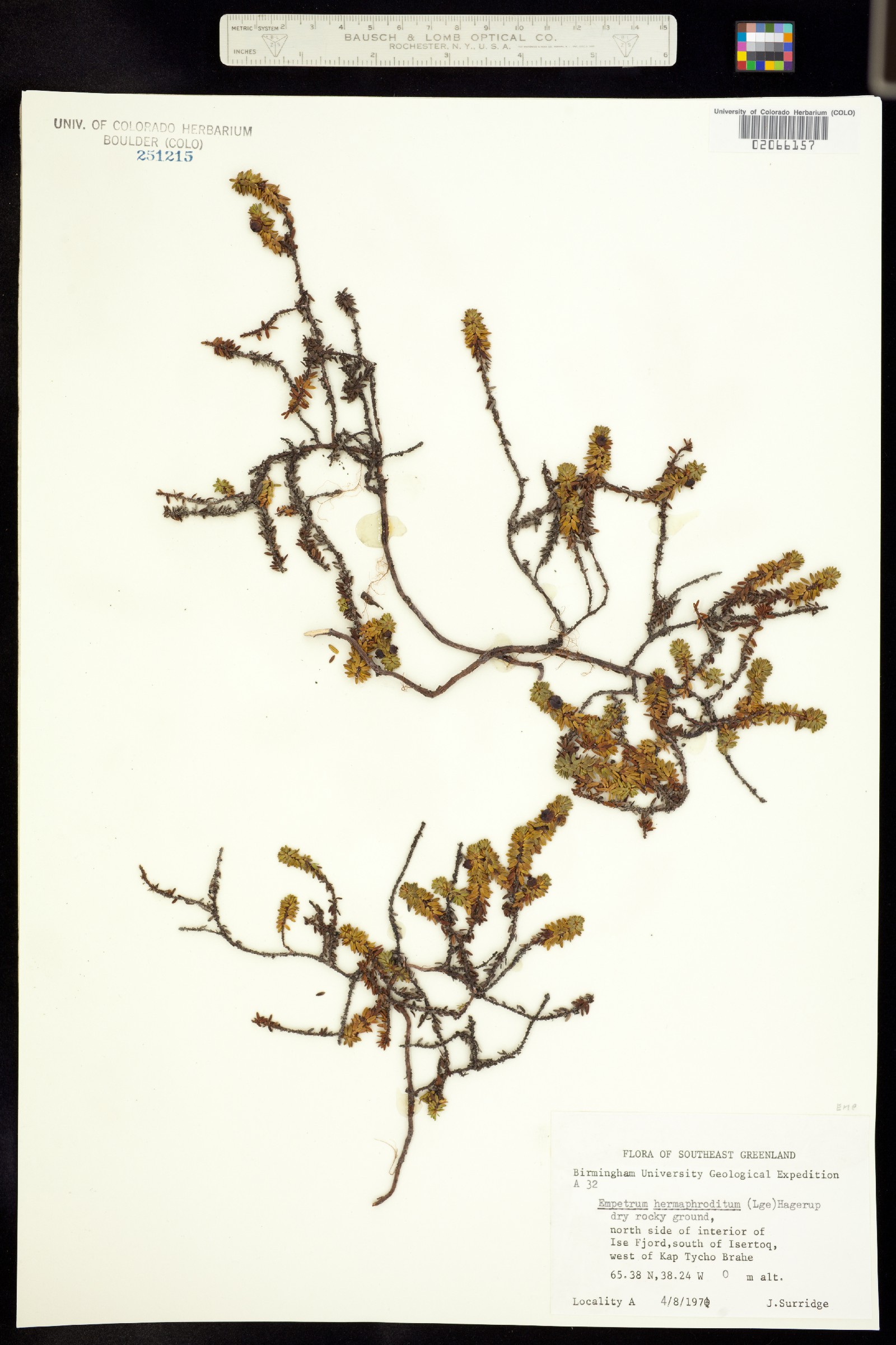 Empetrum nigrum image
