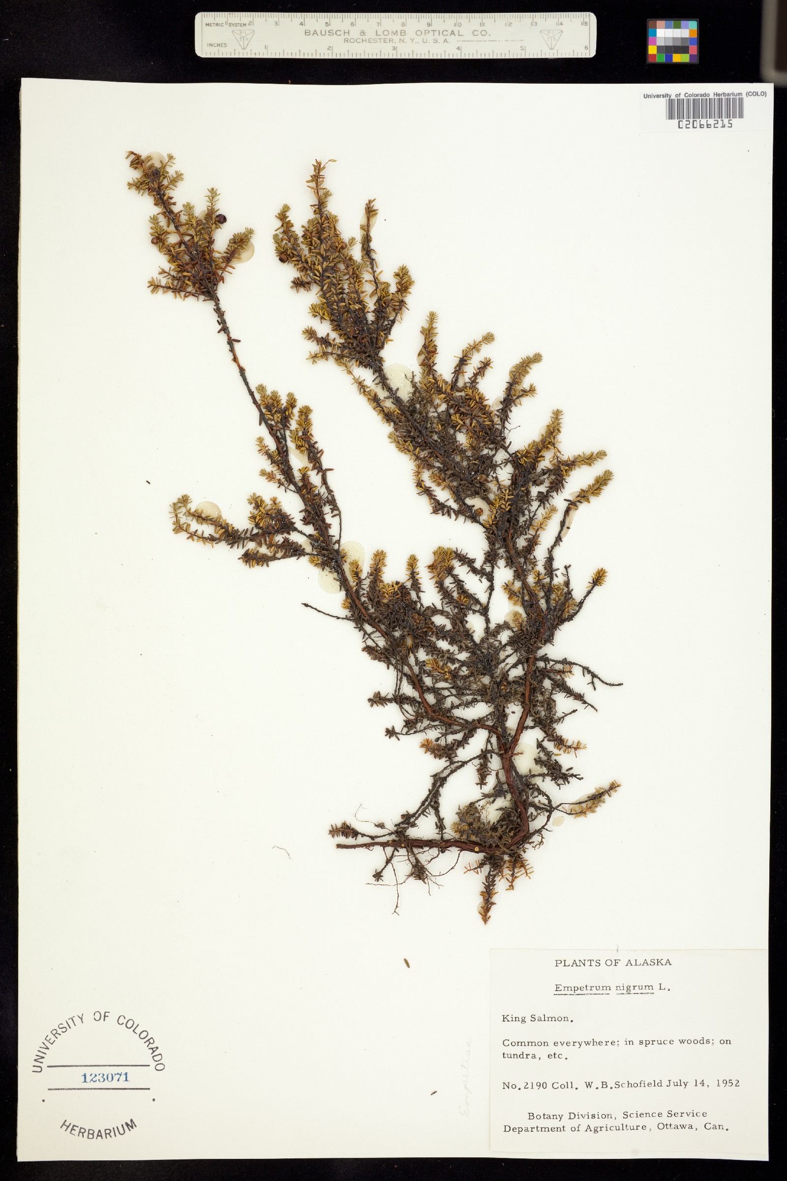 Empetrum nigrum image