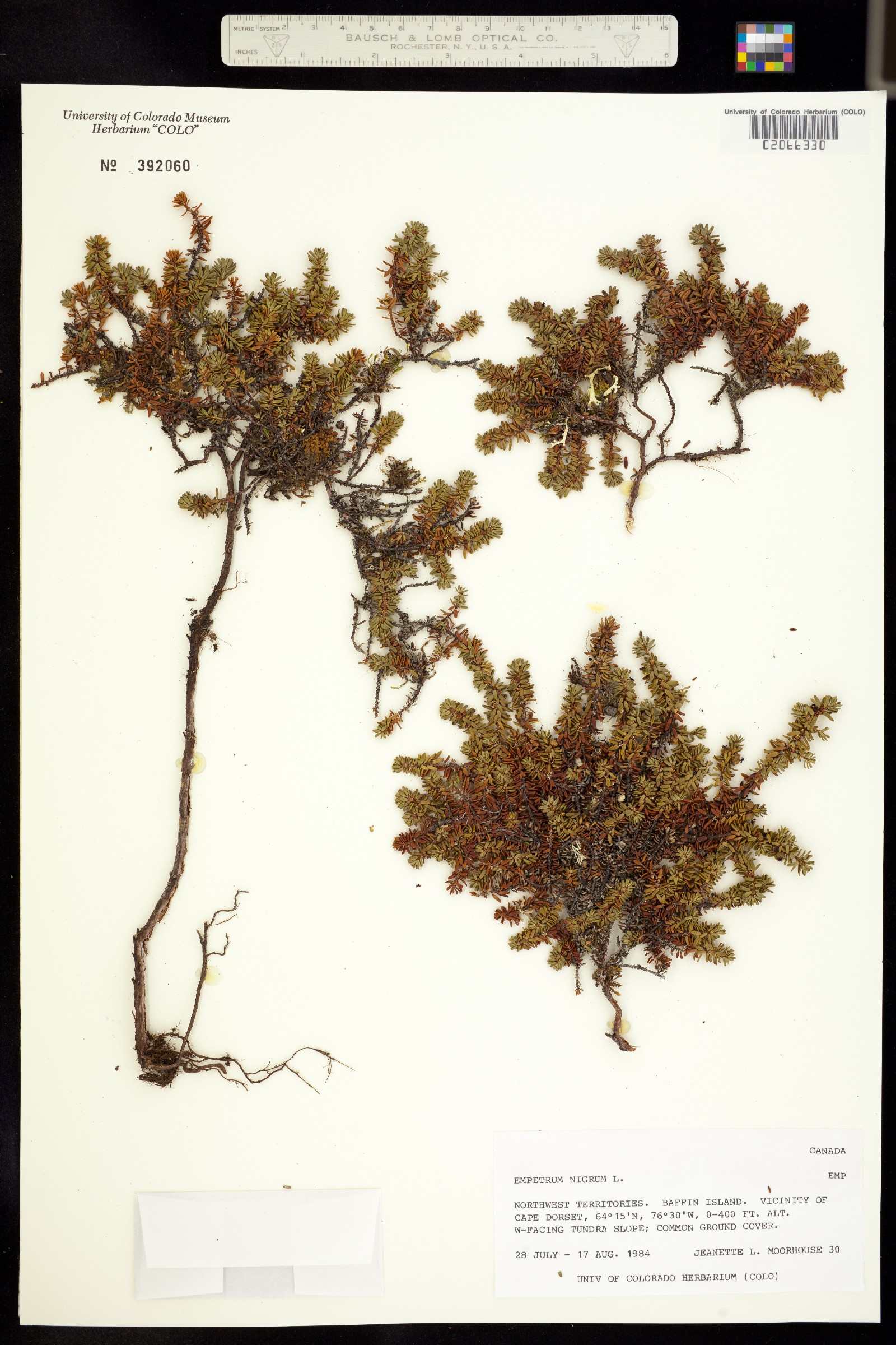 Empetrum nigrum image