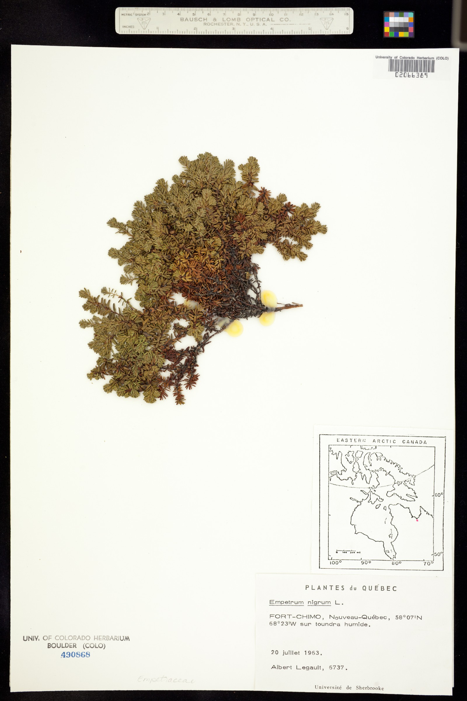 Empetrum nigrum image