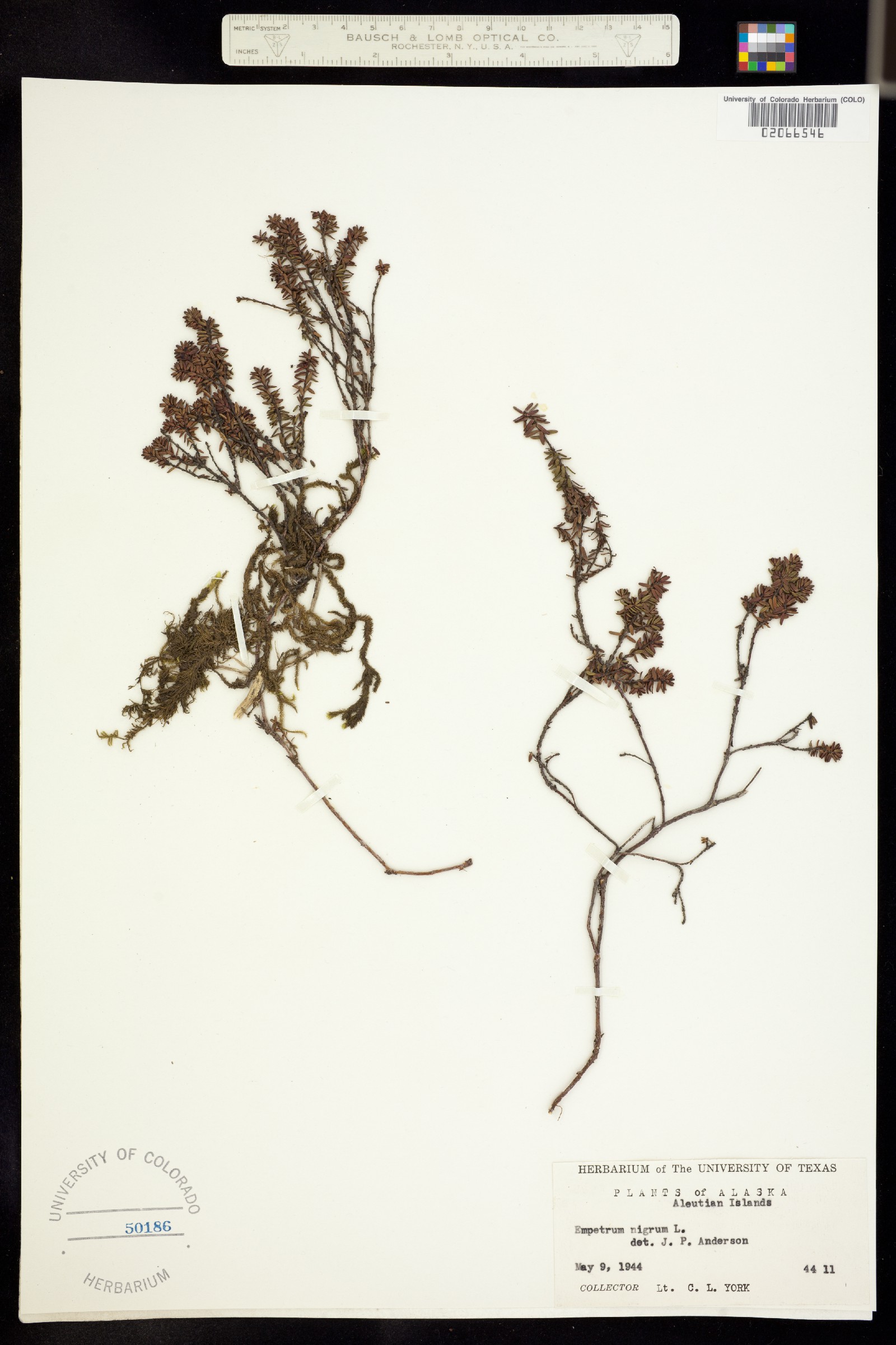 Empetrum nigrum image