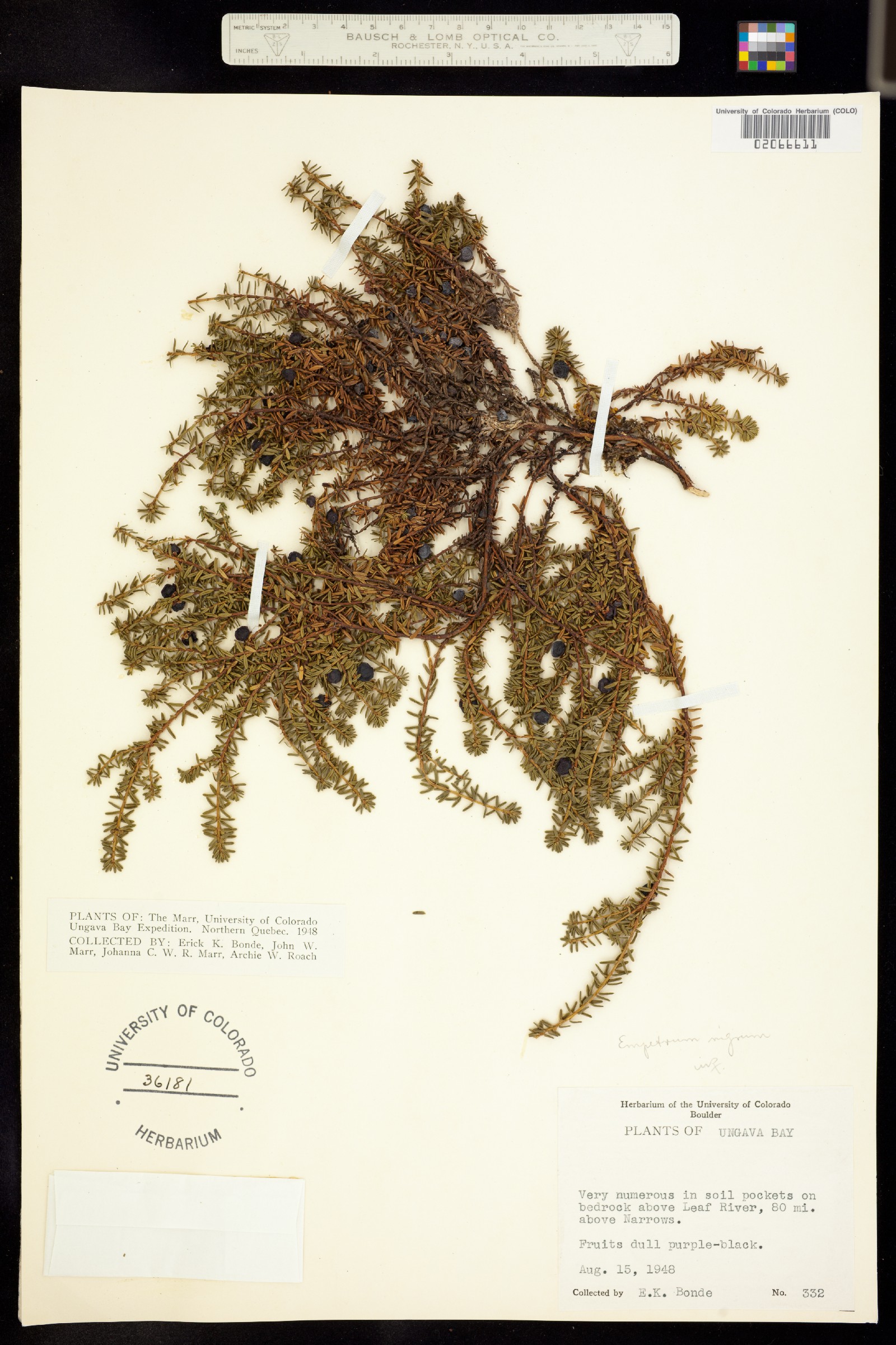 Empetrum nigrum image