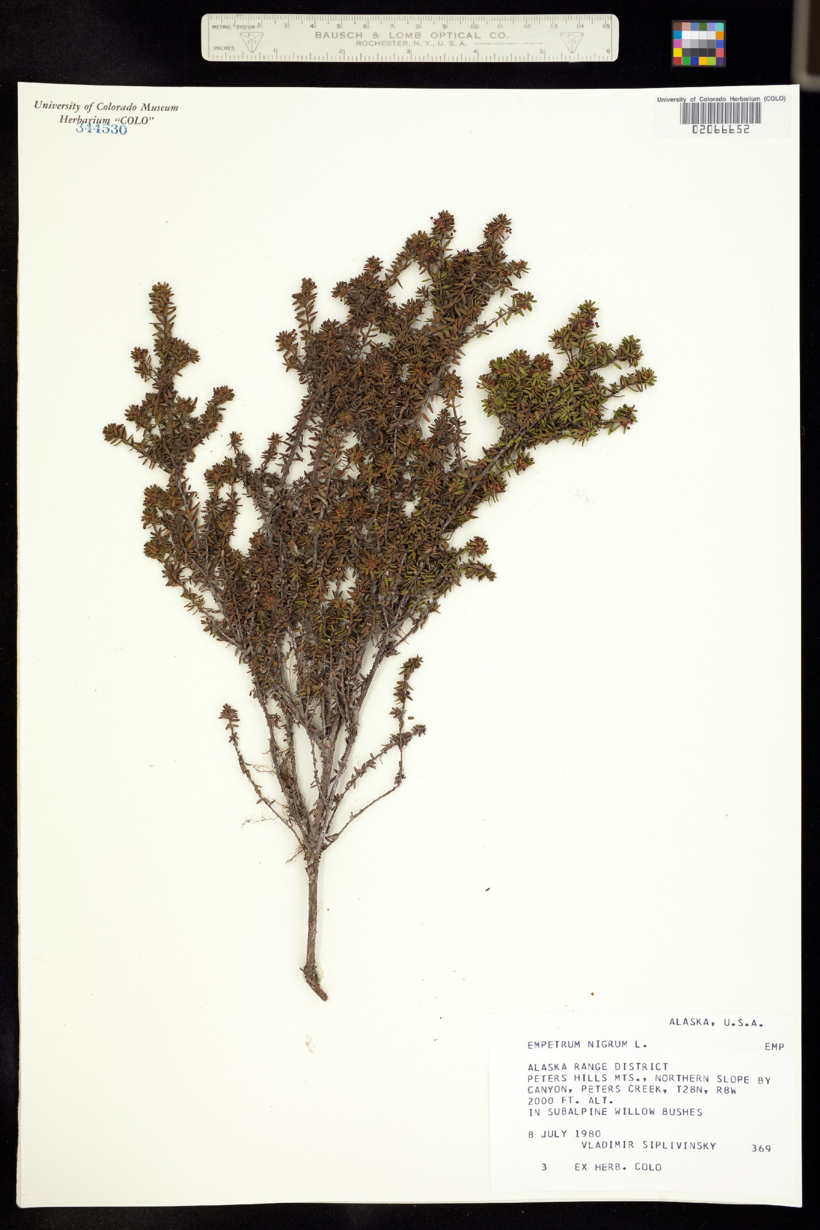 Empetrum image