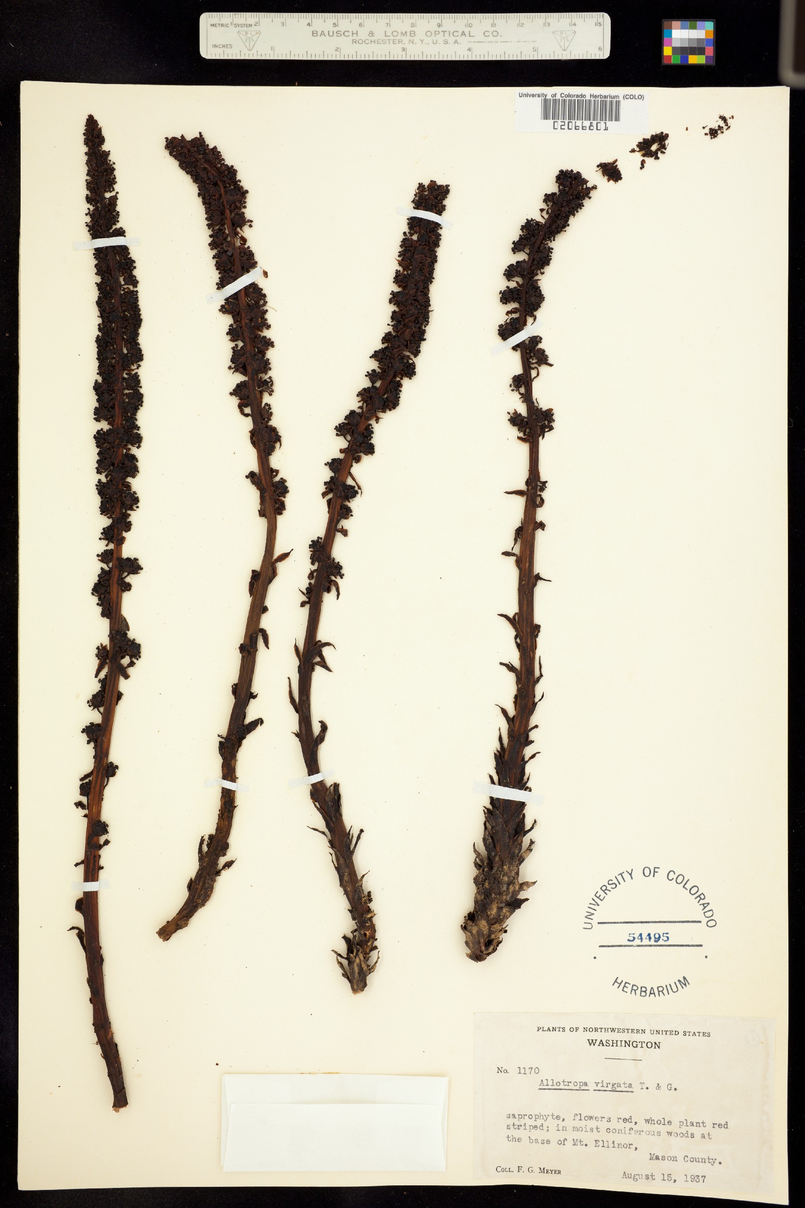 Allotropa virgata image