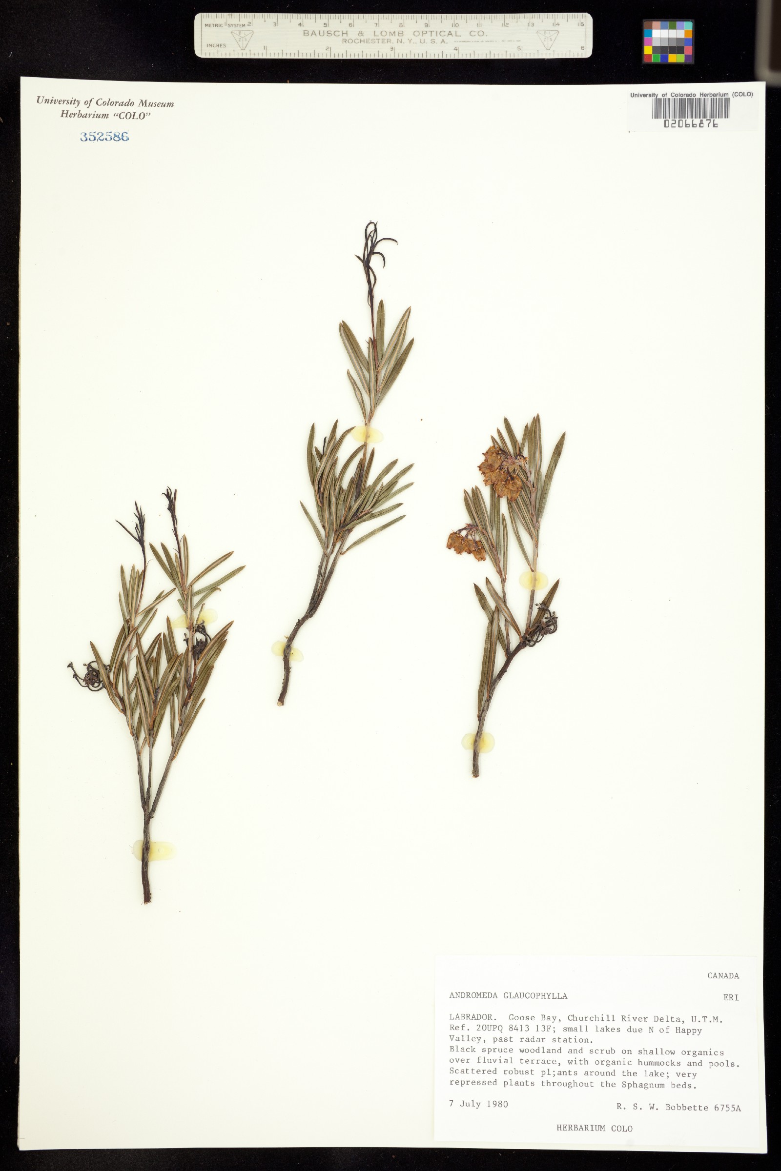 Andromeda polifolia image