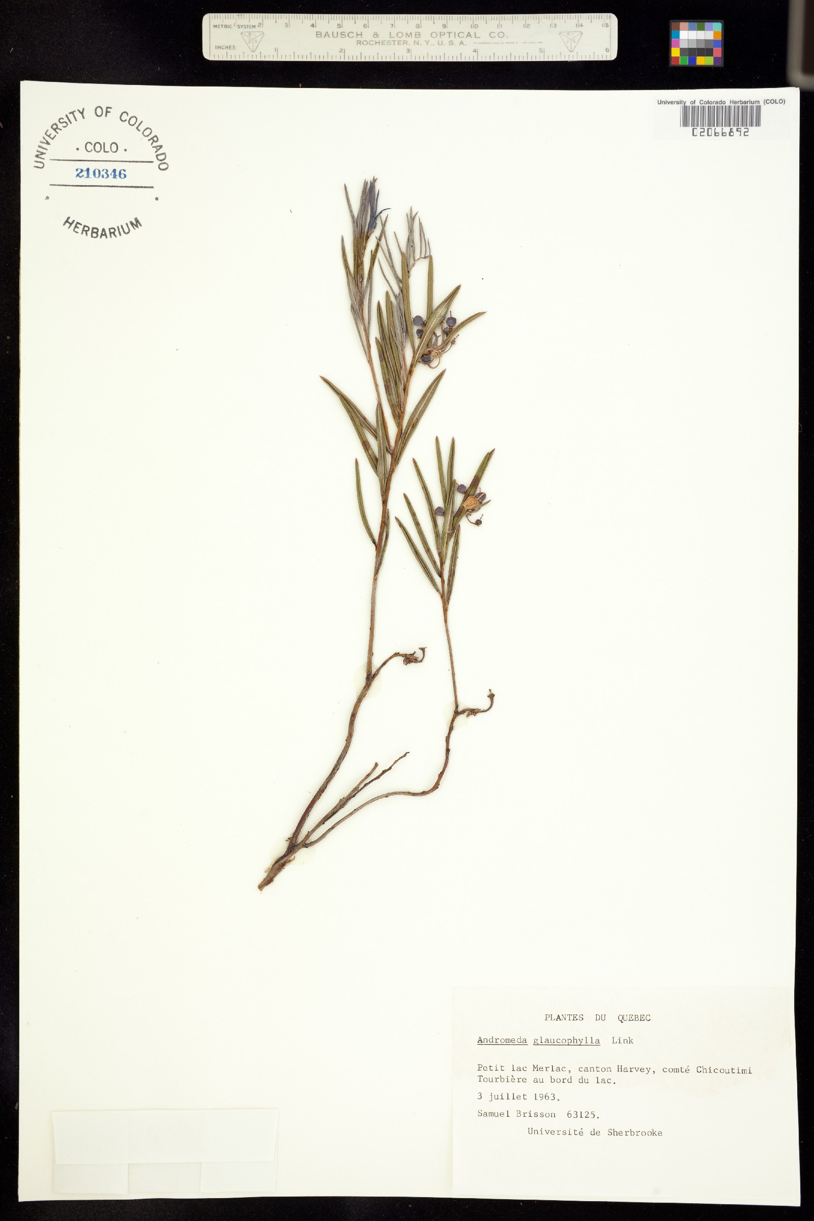 Andromeda polifolia var. latifolia image