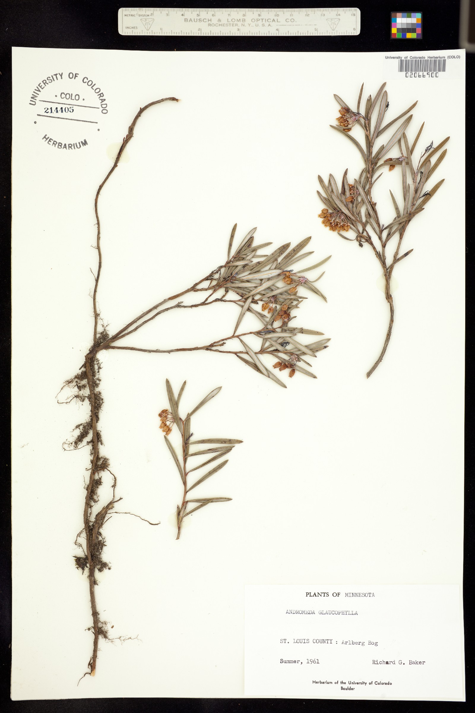 Andromeda polifolia image