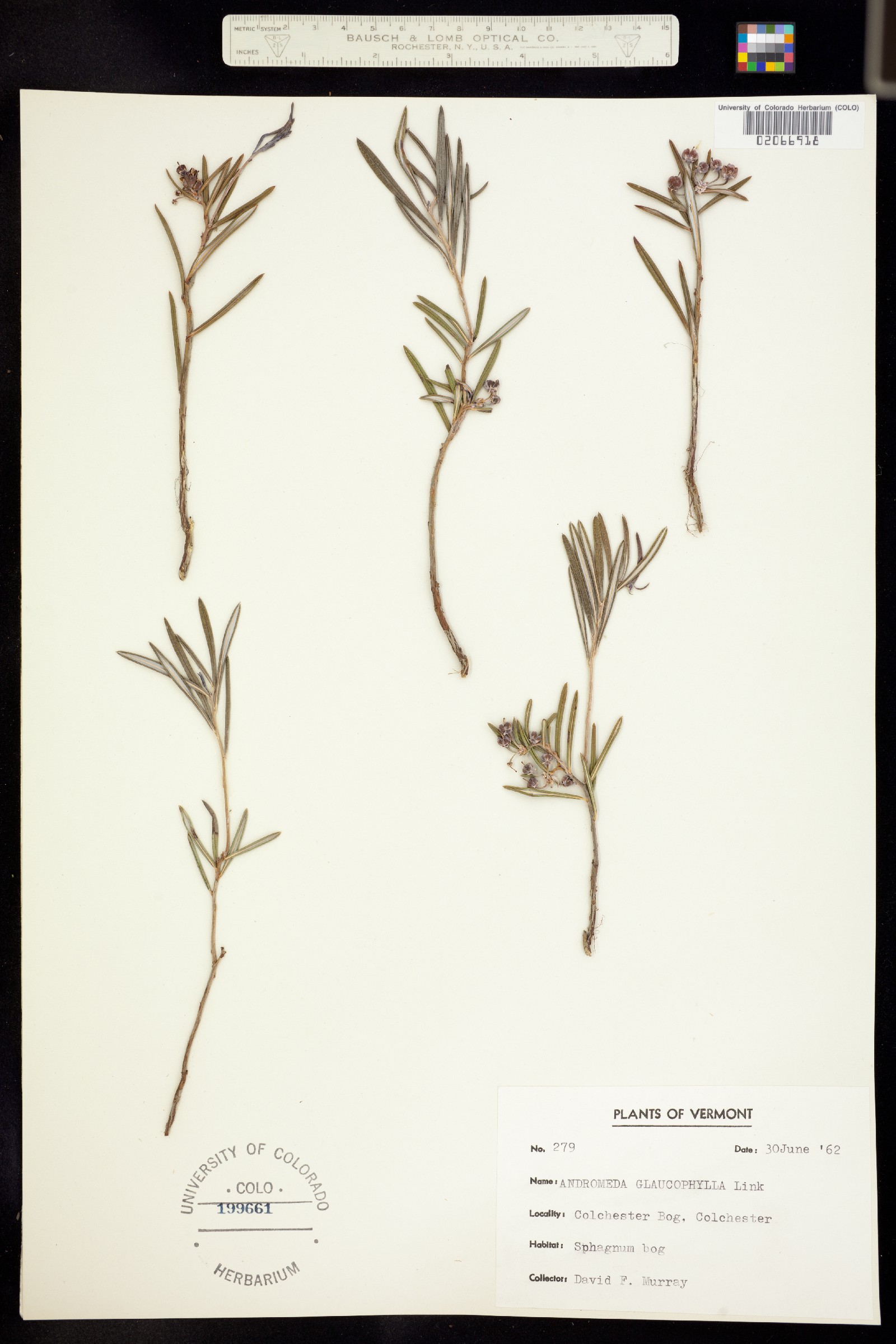 Andromeda polifolia image