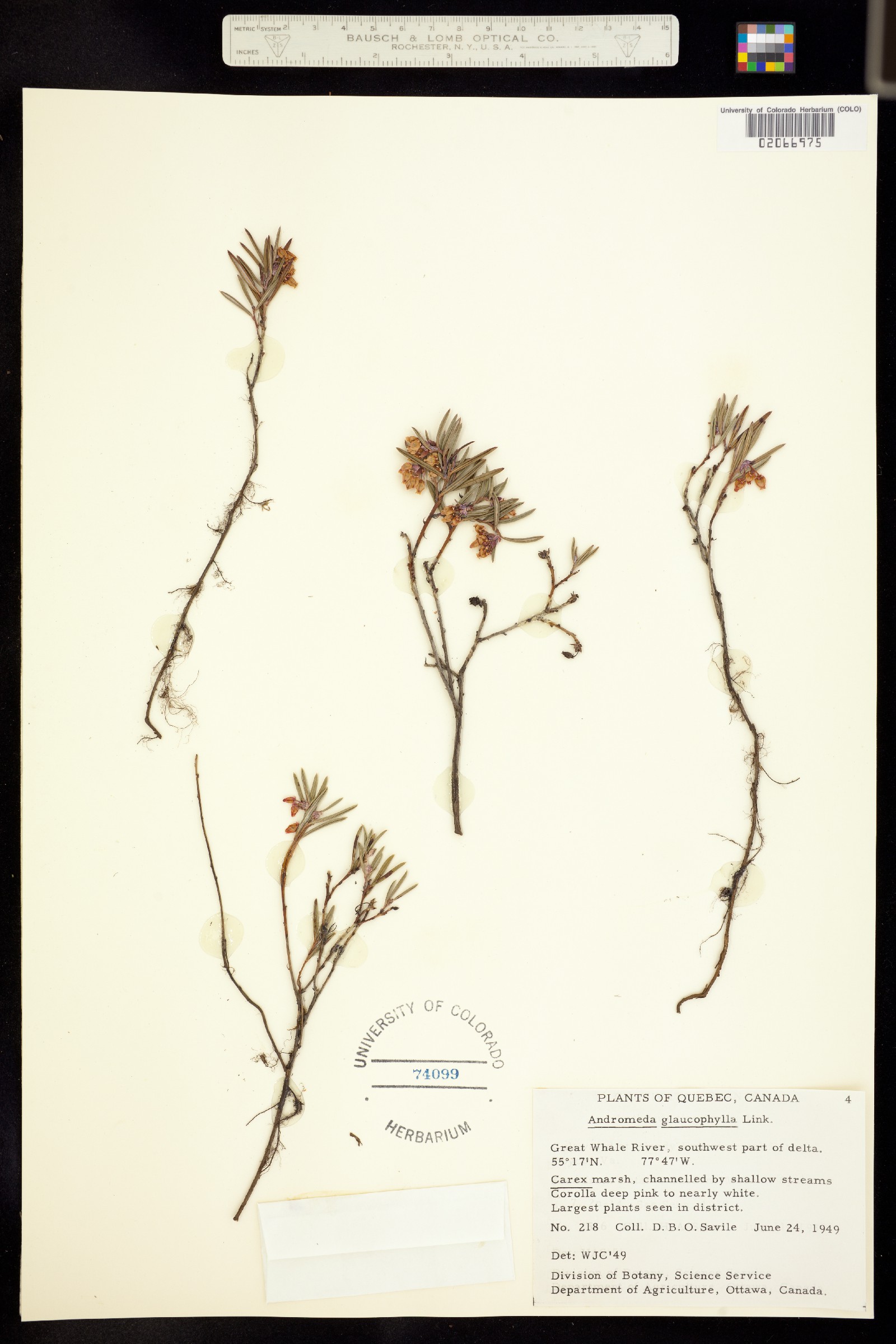 Andromeda polifolia var. latifolia image