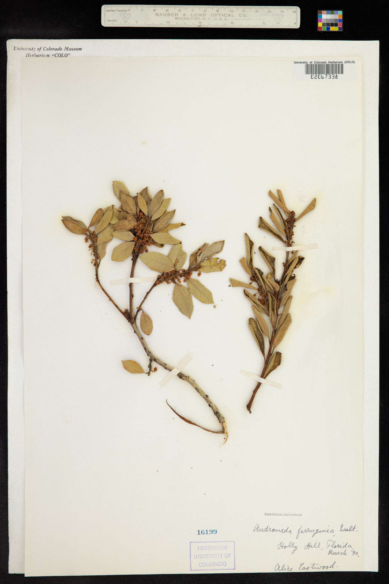 Lyonia ferruginea image