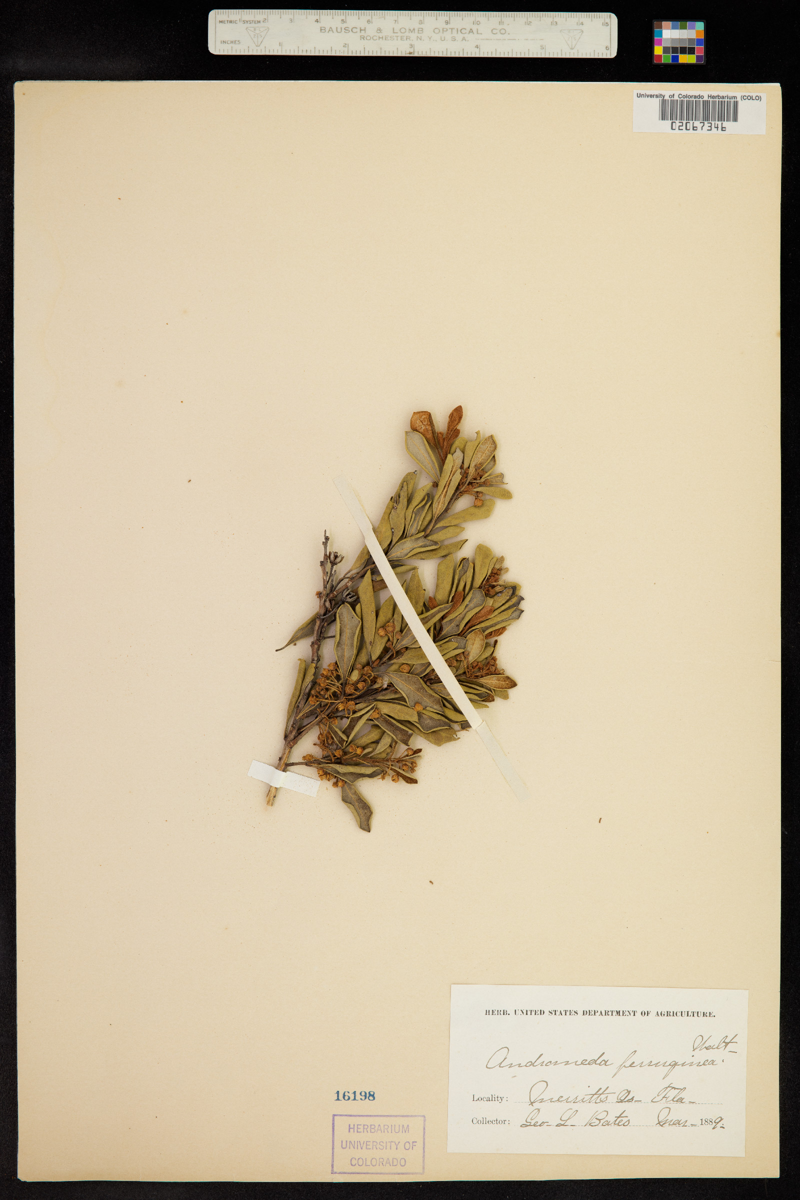 Lyonia ferruginea image