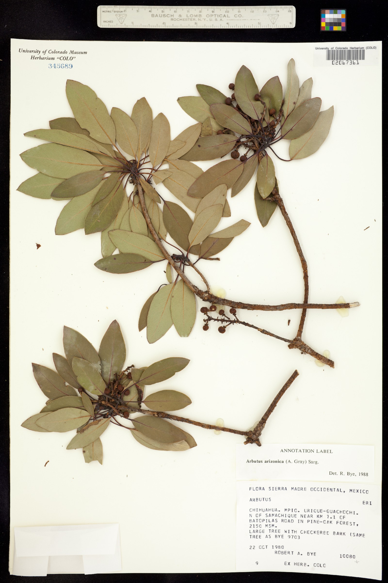 Arbutus arizonica image
